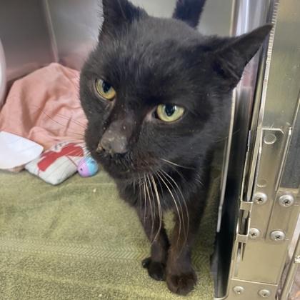 Enlarge Nicknack, a Adoptable mixed breed in Richmond, VA image 4/4