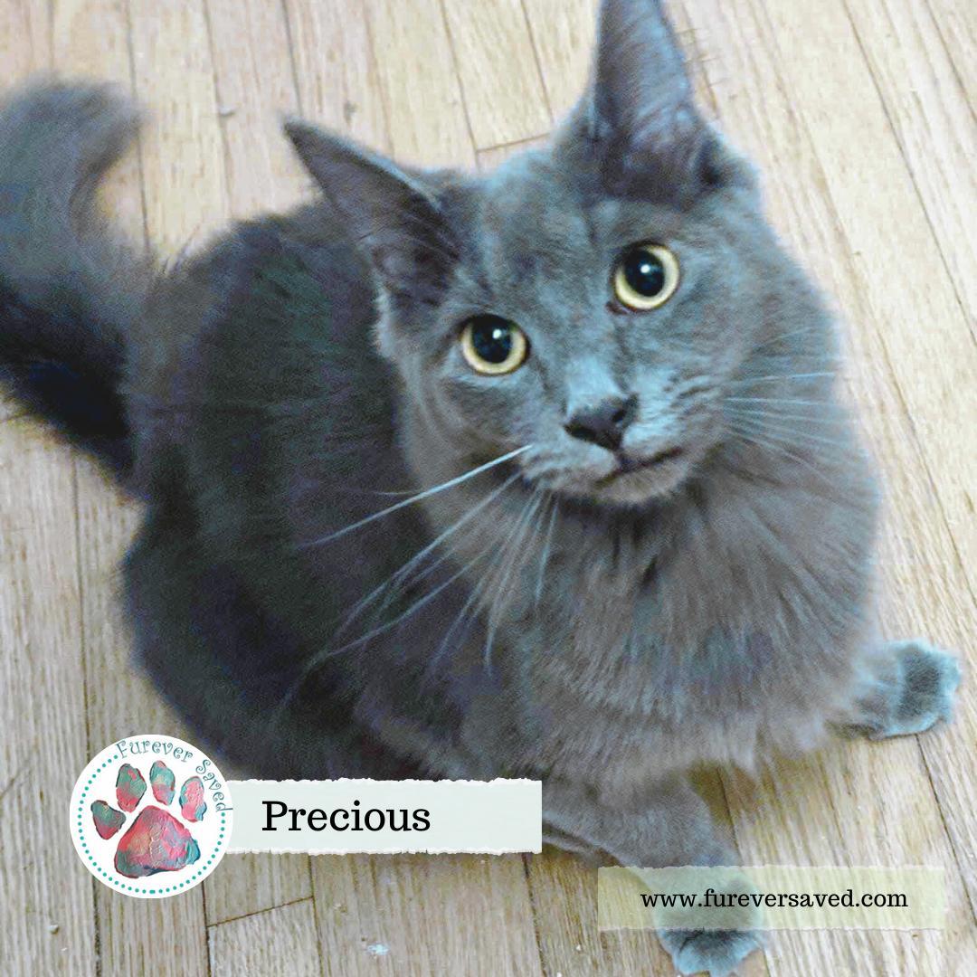 Precious thumbnail 4