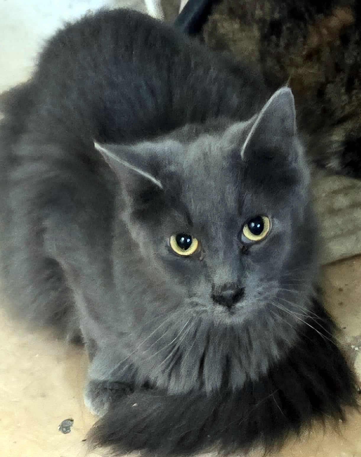 Precious thumbnail 3