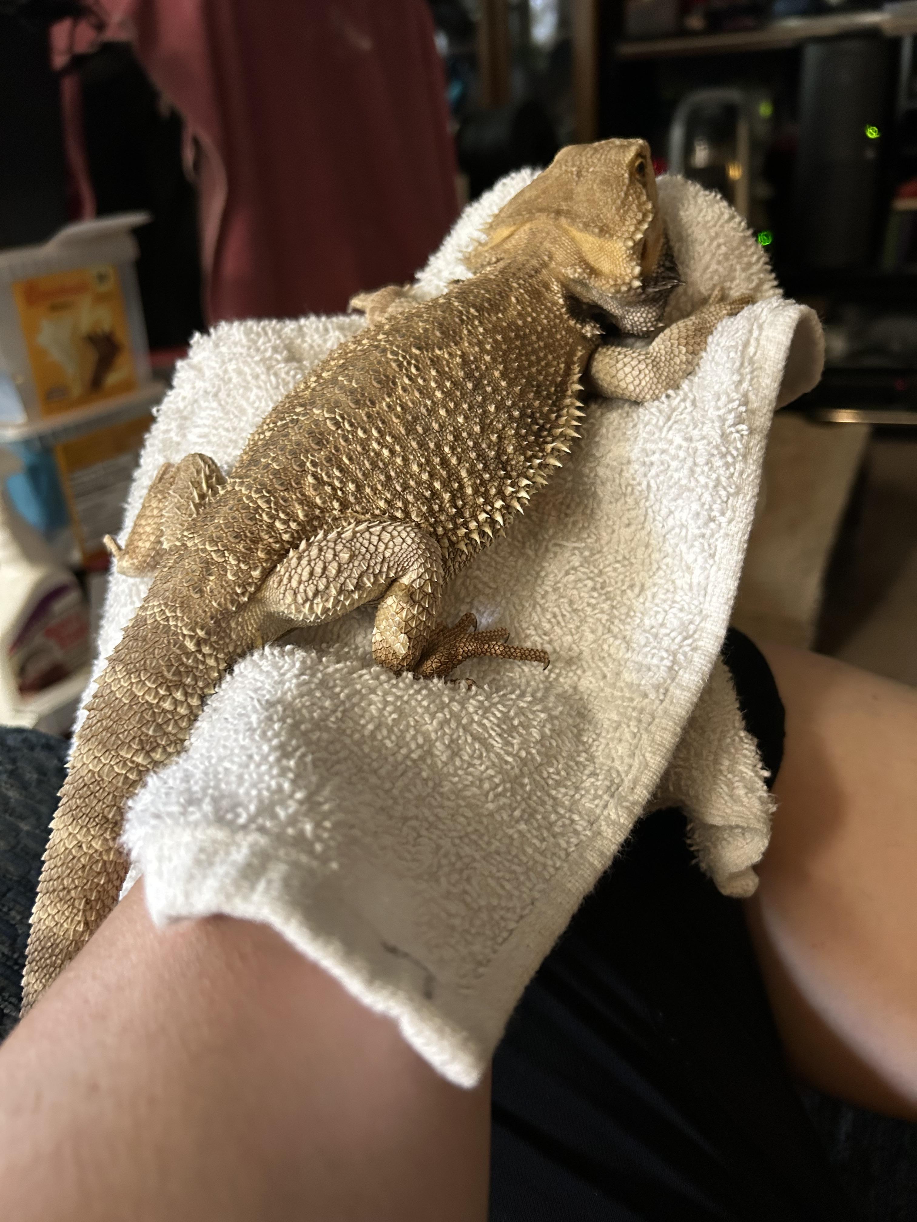 Brutus Bearded Dragon, Adoptable, Adult Male Bearded Dragon.