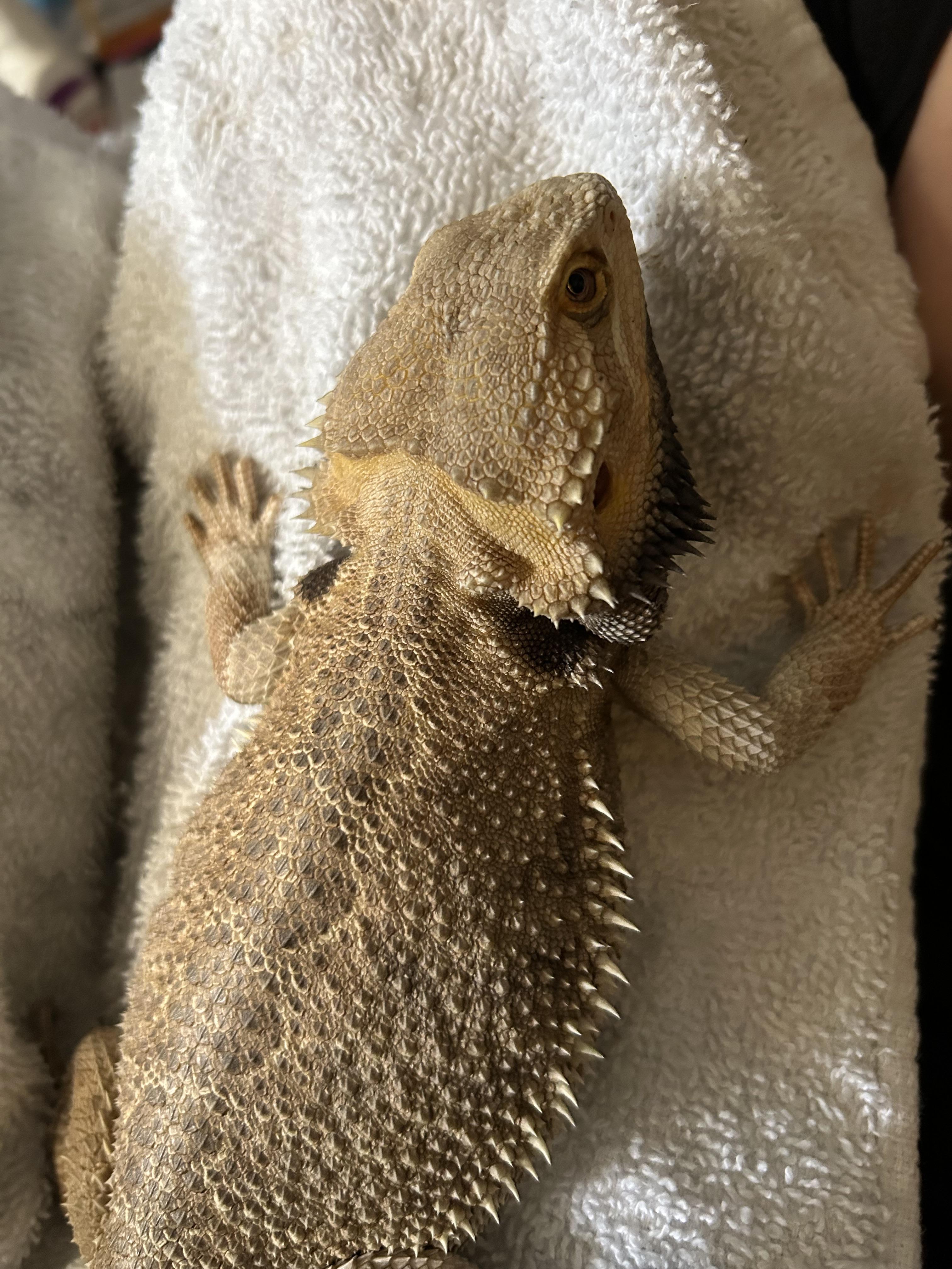 Enlarge Brutus Bearded Dragon, a Adoptable Bearded Dragon in Concord, CA image 2/3