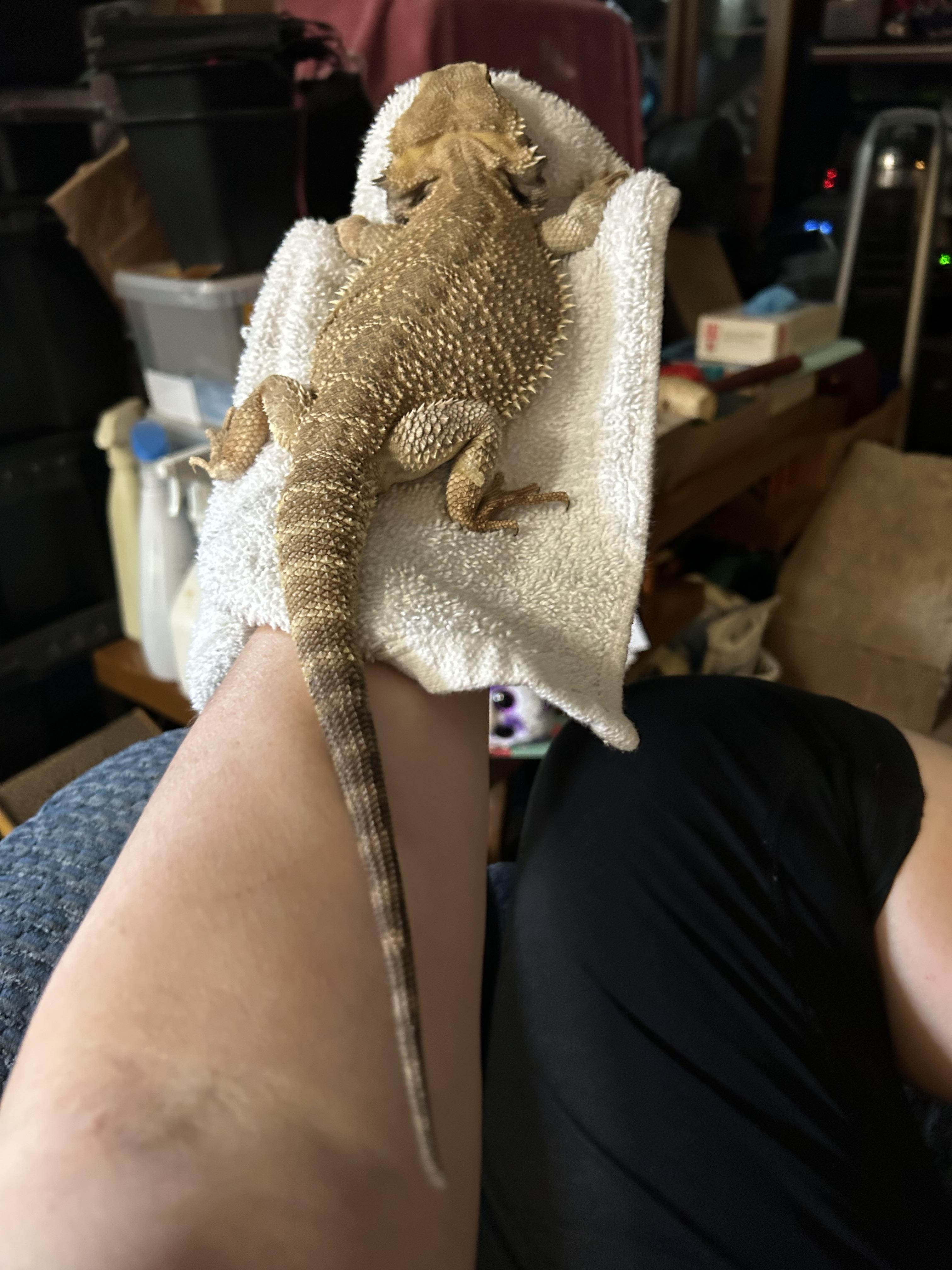 Enlarge Brutus Bearded Dragon, a Adoptable Bearded Dragon in Concord, CA image 3/3