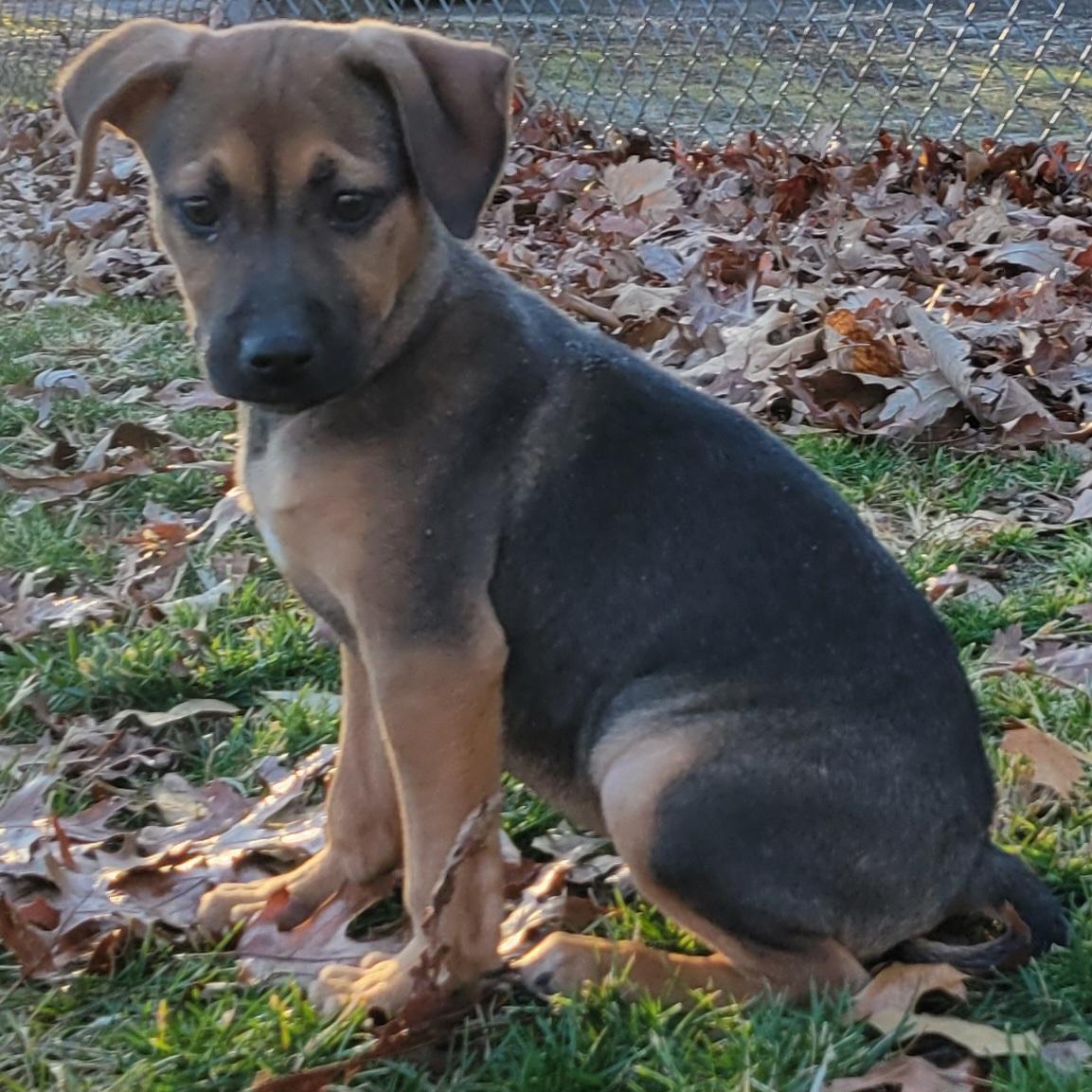 Pumpkin , a ADOPTABLE mixed breed in Elwood, NJ image 1/2