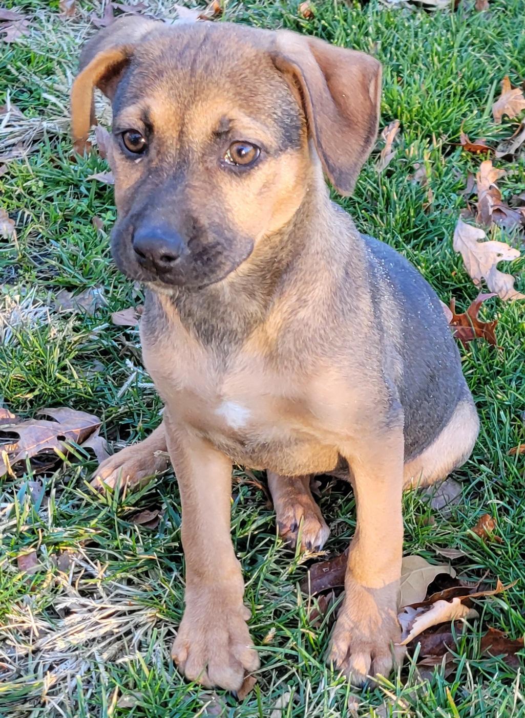 Pumpkin , a ADOPTABLE mixed breed in Elwood, NJ image 2/2