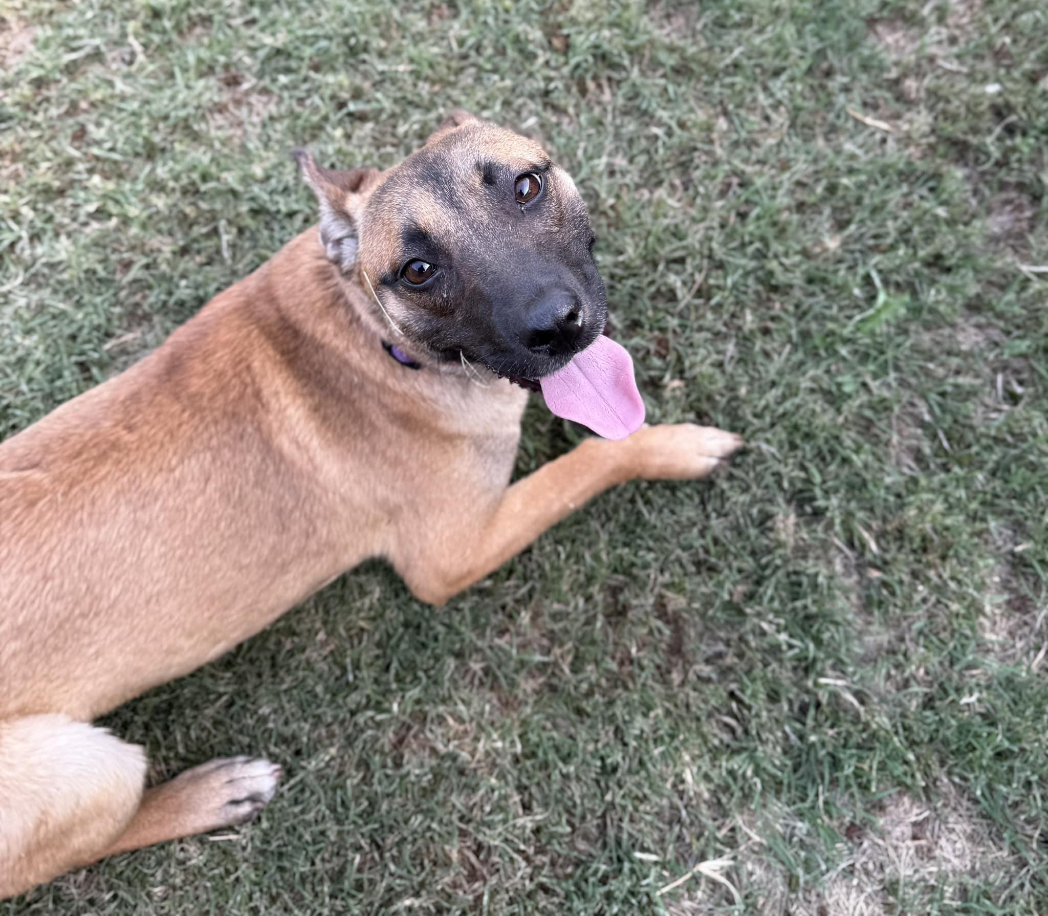 Nala (formerly Polly Pocket) - URGENT, a ADOPTABLE mixed breed in Thousand Oaks, CA image 4/6