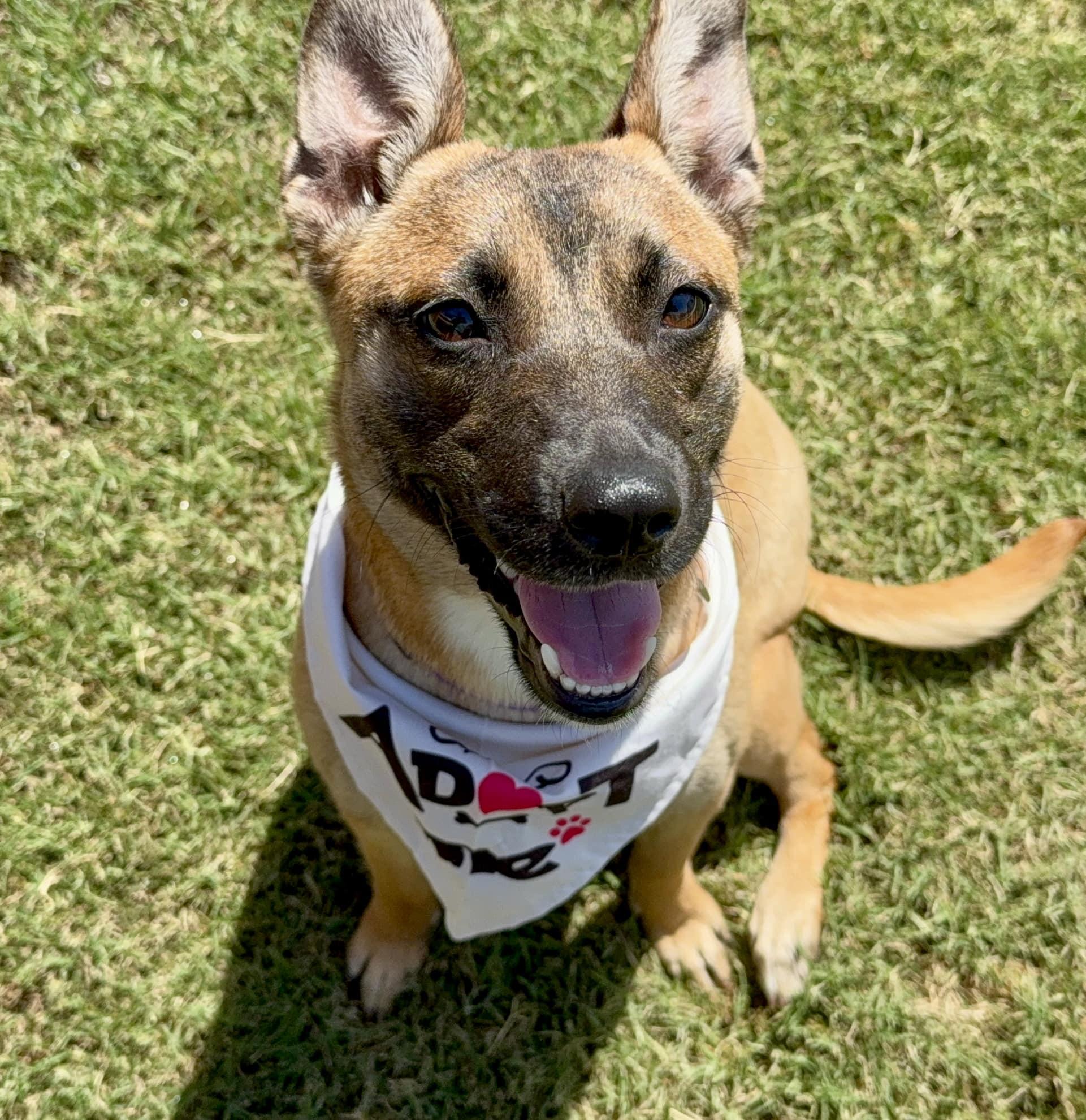 Nala (formerly Polly Pocket) - URGENT, a ADOPTABLE mixed breed in Thousand Oaks, CA image 1/6