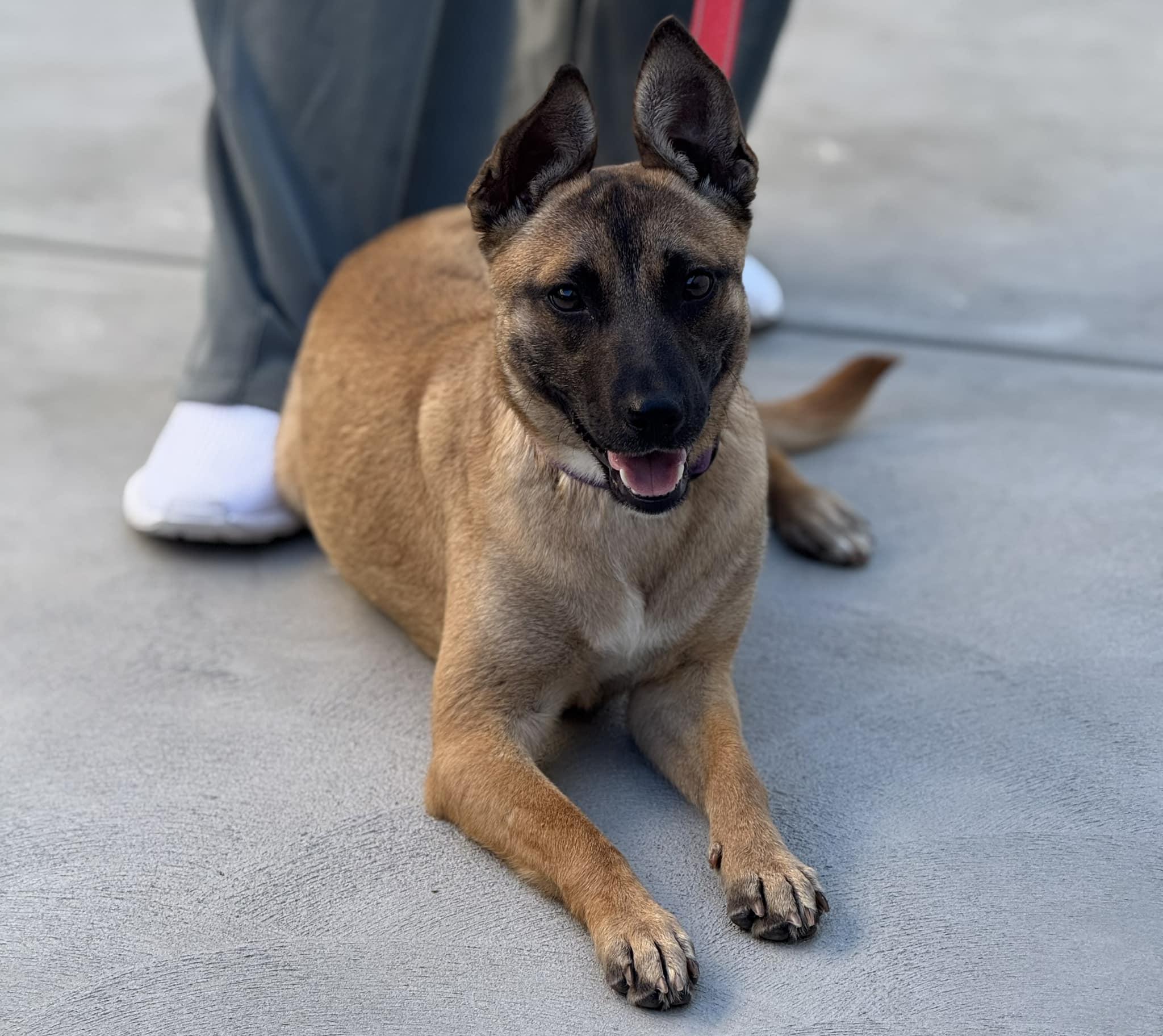 Nala (formerly Polly Pocket) - URGENT, a ADOPTABLE mixed breed in Thousand Oaks, CA image 5/6