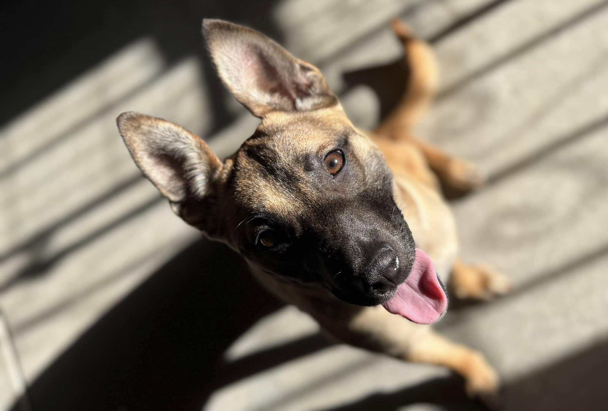 Nala (formerly Polly Pocket) - URGENT, a ADOPTABLE mixed breed in Thousand Oaks, CA image 6/6
