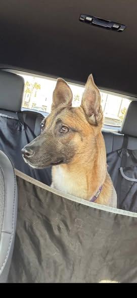 Nala (formerly Polly Pocket) - URGENT, a ADOPTABLE mixed breed in Thousand Oaks, CA image 3/6