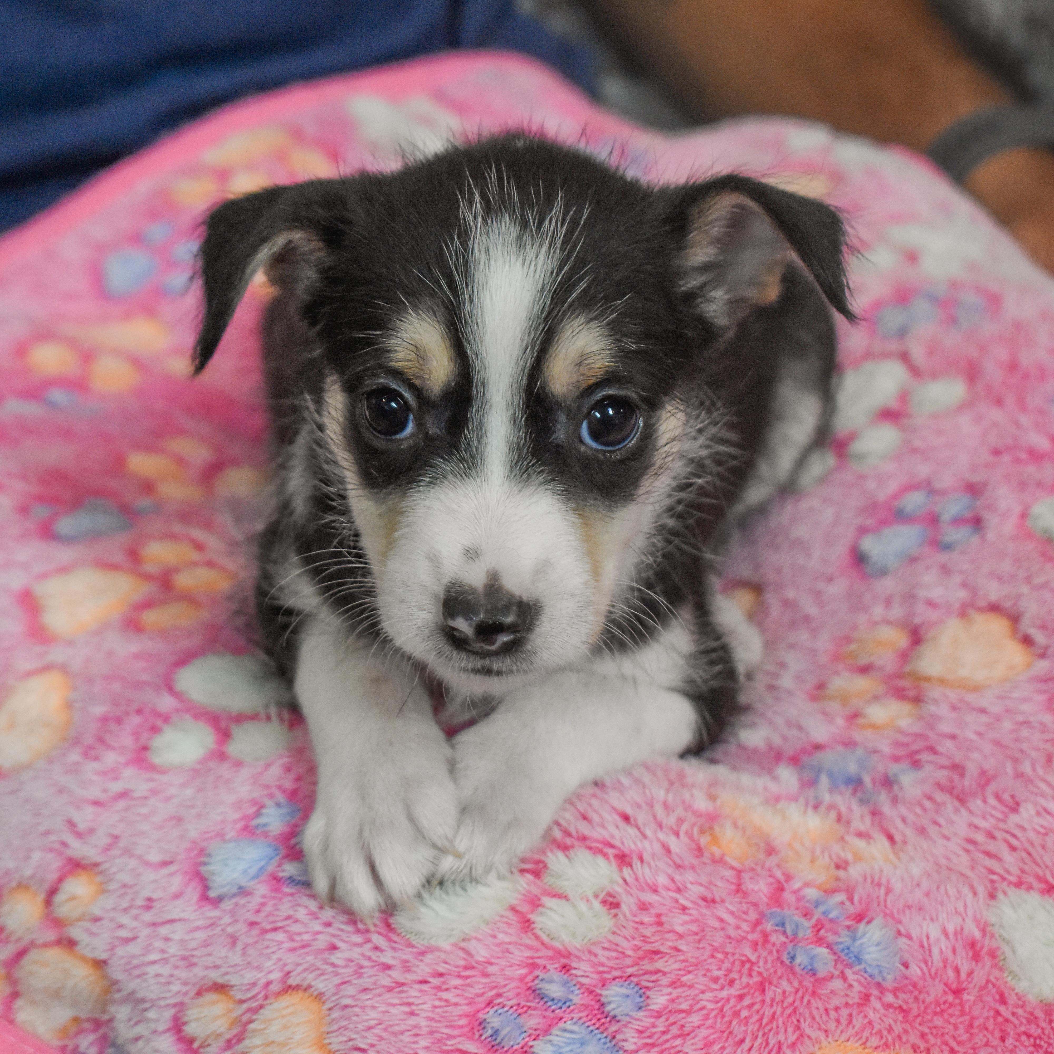 Bo Peep — thumbnail 2