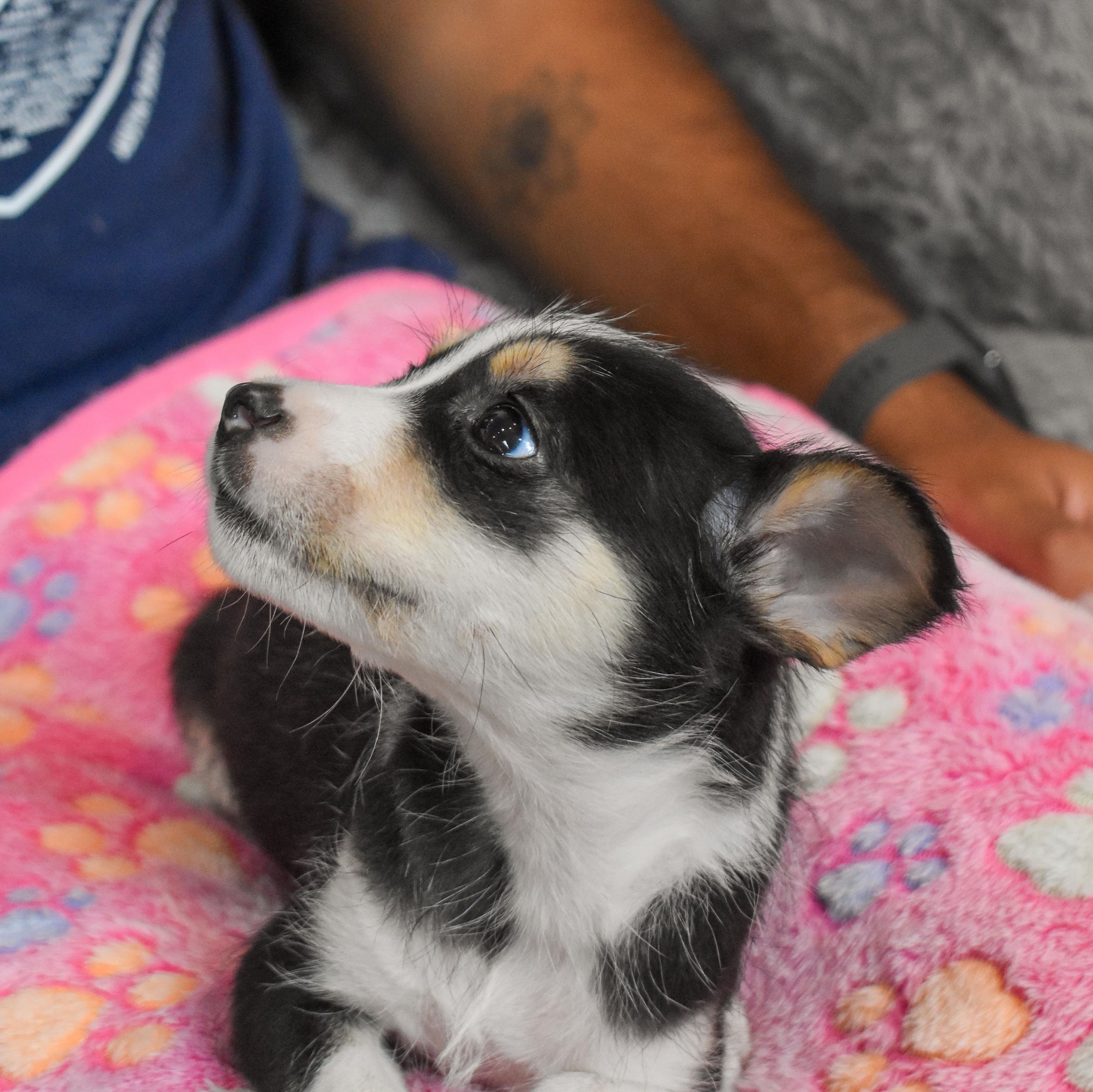 Bo Peep — thumbnail 3