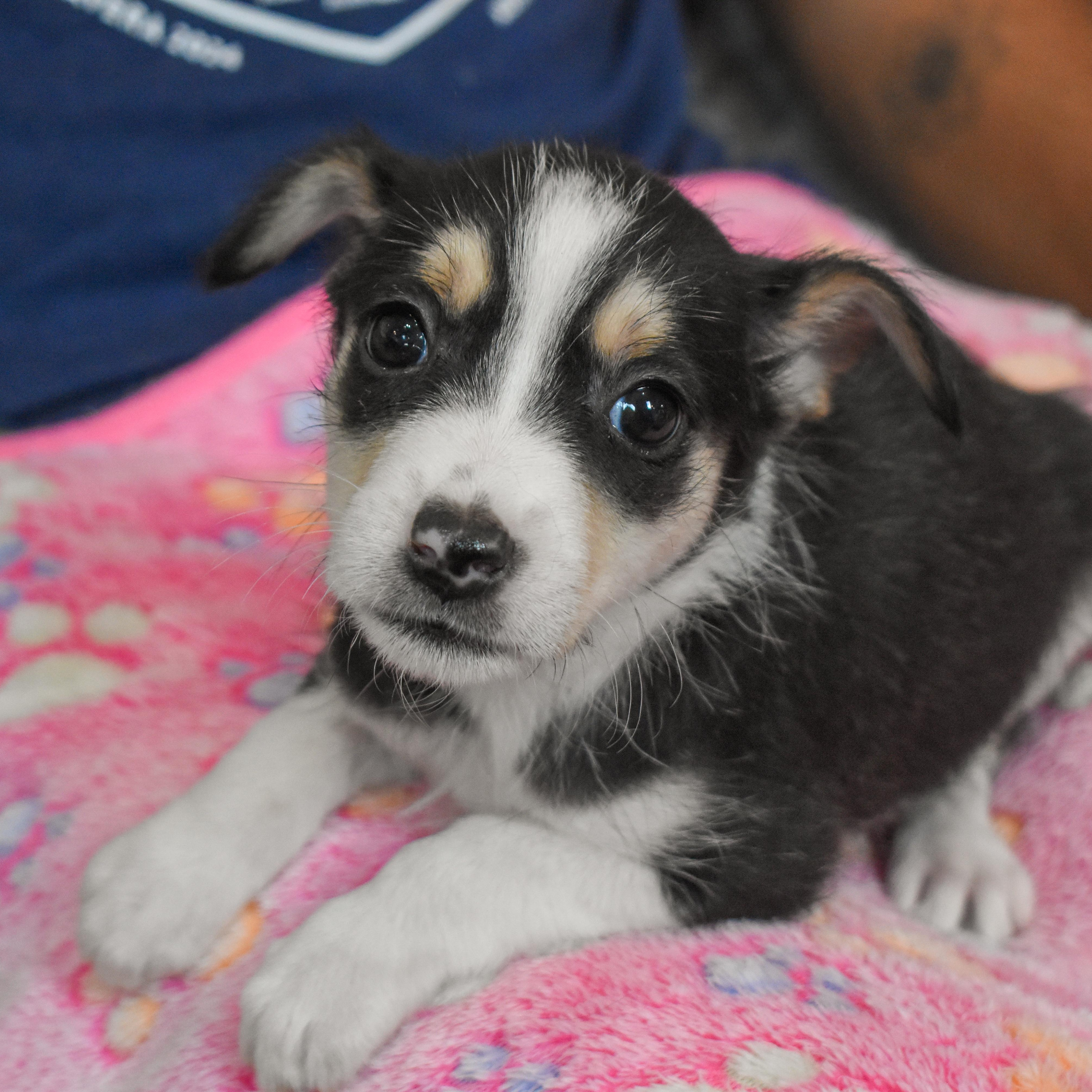 Bo Peep — thumbnail 4