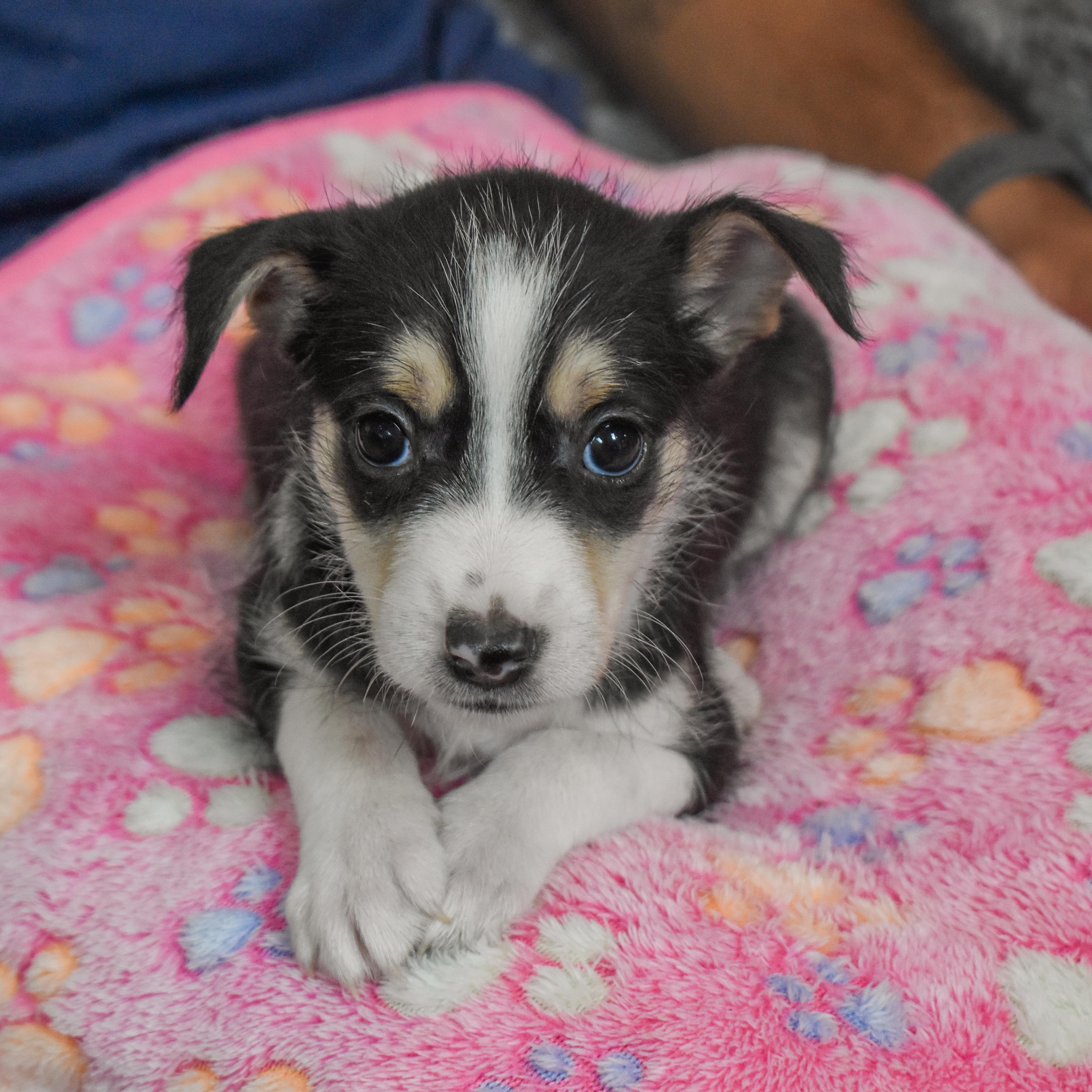 Bo Peep — thumbnail 5