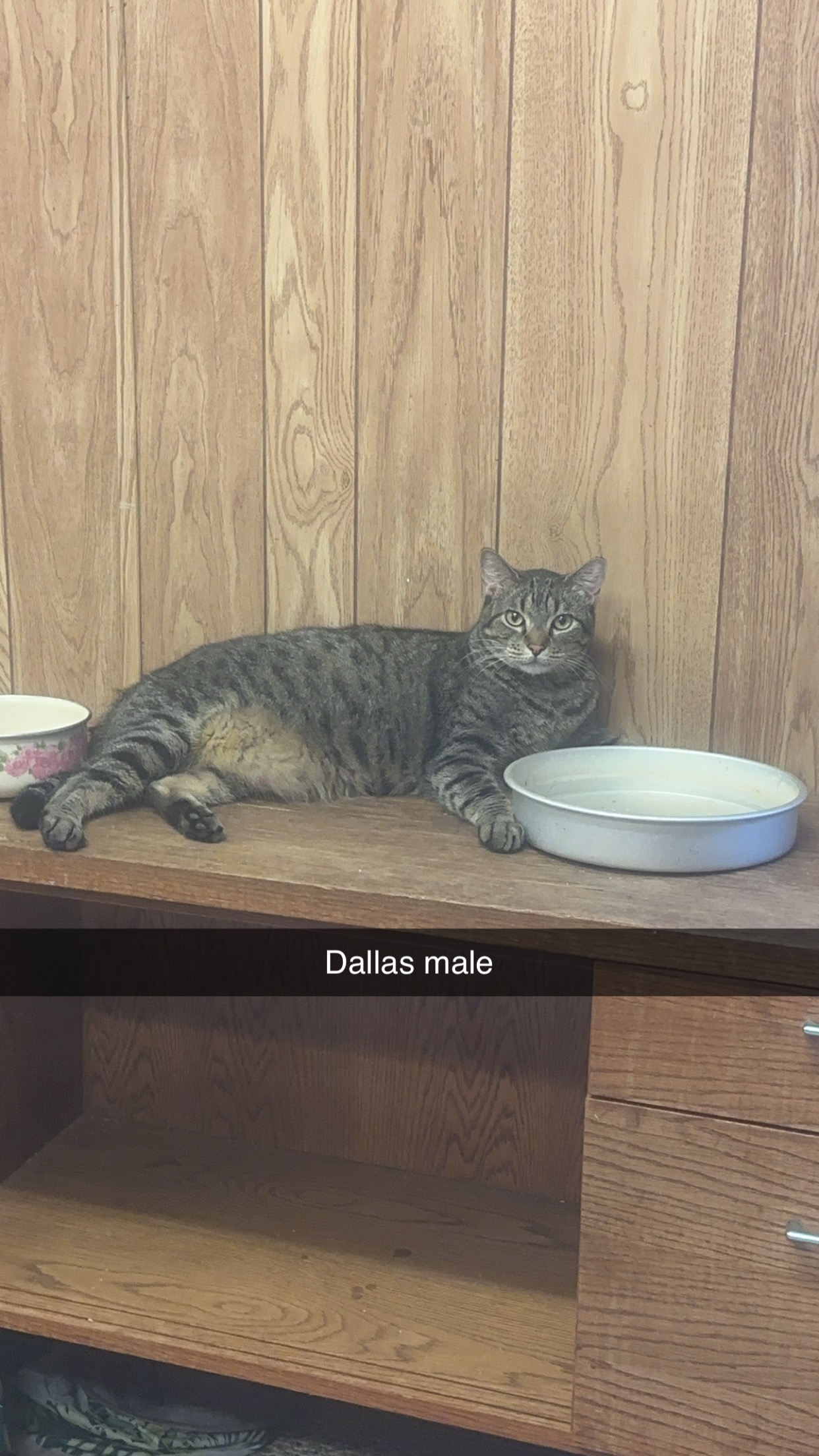 Dallas, a Adoptable mixed breed in Conroe, TX image 1/3