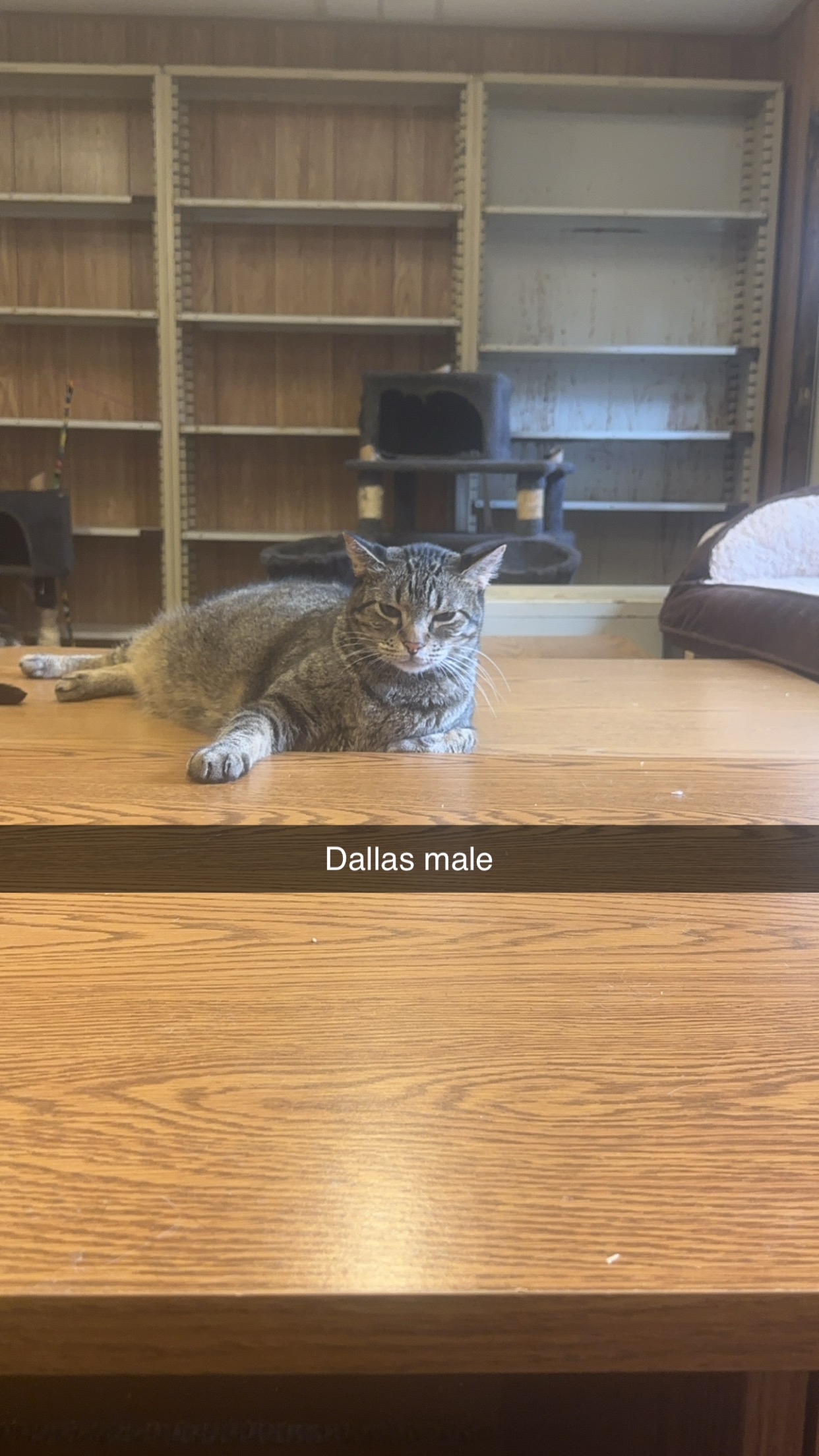 Dallas, Adoptable, Adult Male Domestic Short Hair.