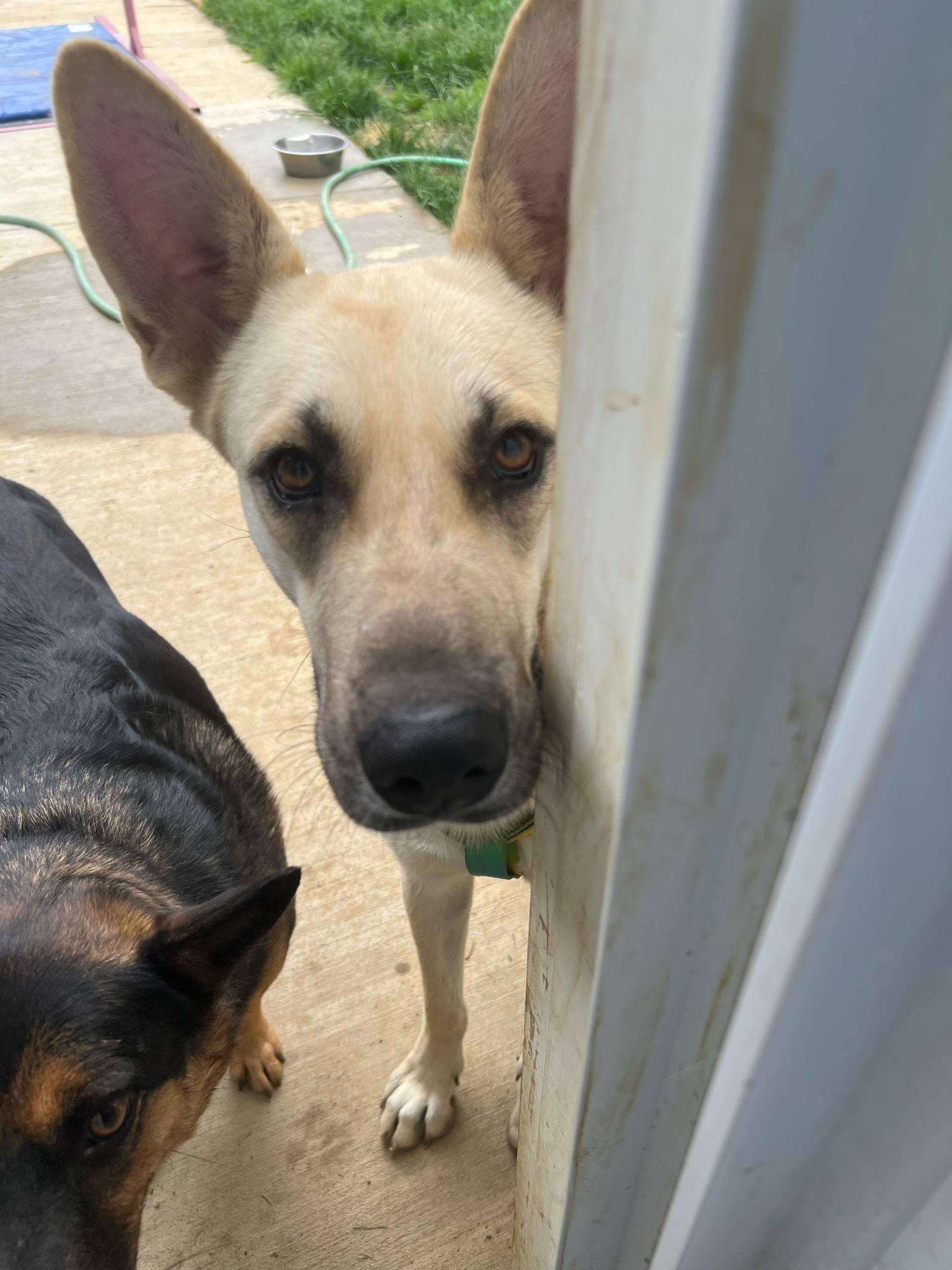 Enlarge Bucket, an adoption pending mixed breed in Falls Church, VA image 4/6