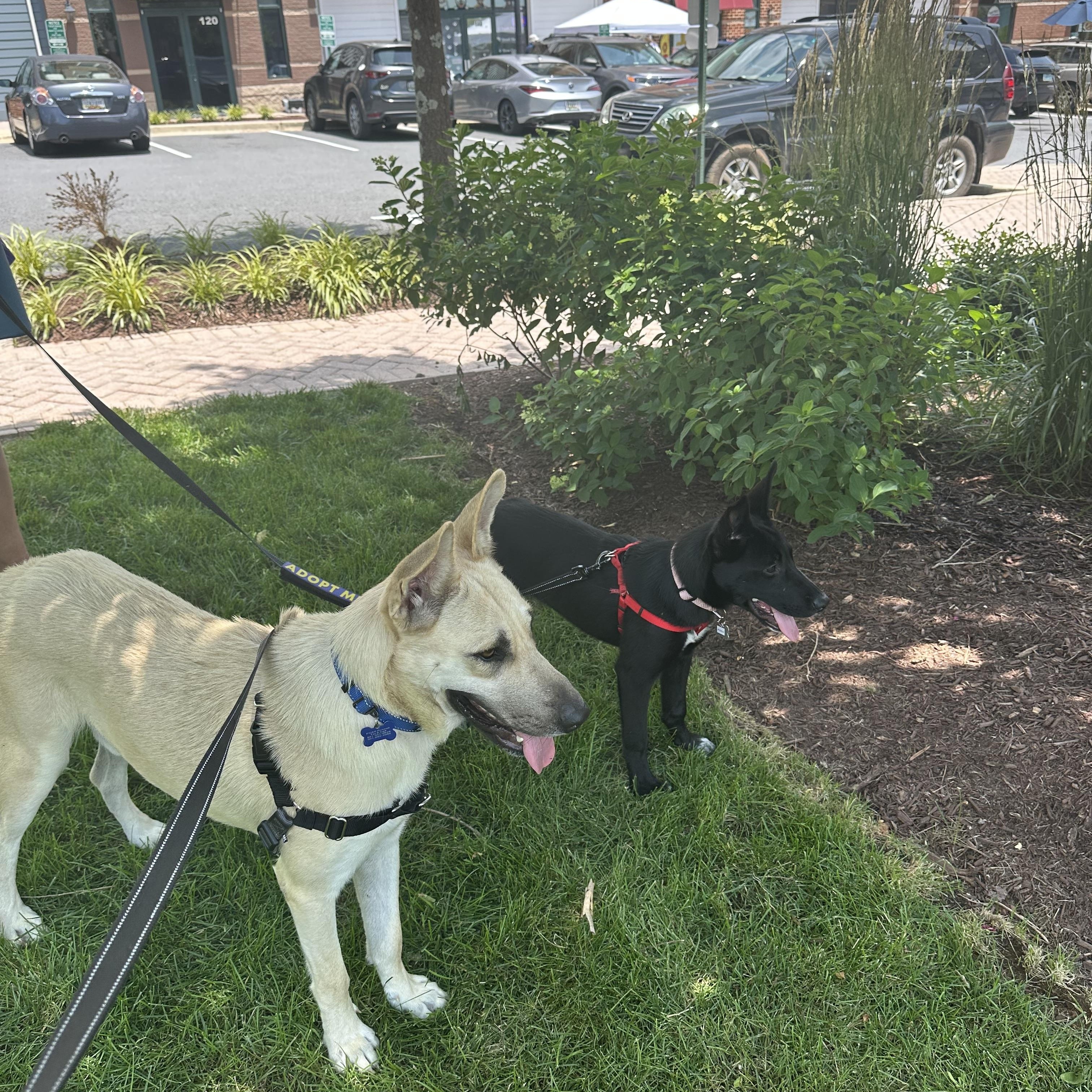 Enlarge Bucket, an adoption pending mixed breed in Falls Church, VA image 3/6
