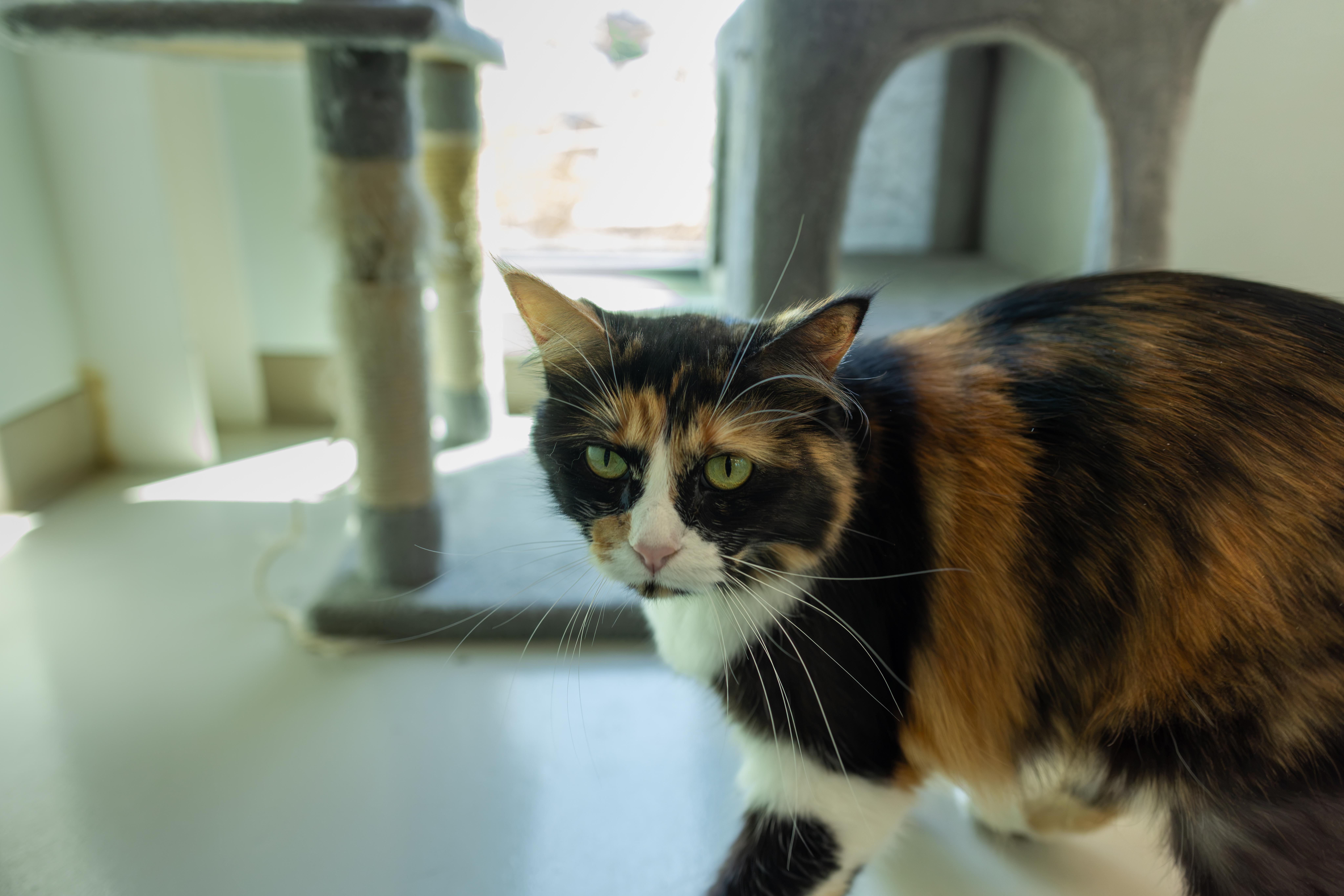 Enlarge Zara - Adoption fee fully sponsored by Renate Hogan, a Adoptable mixed breed in Chico, CA image 1/4