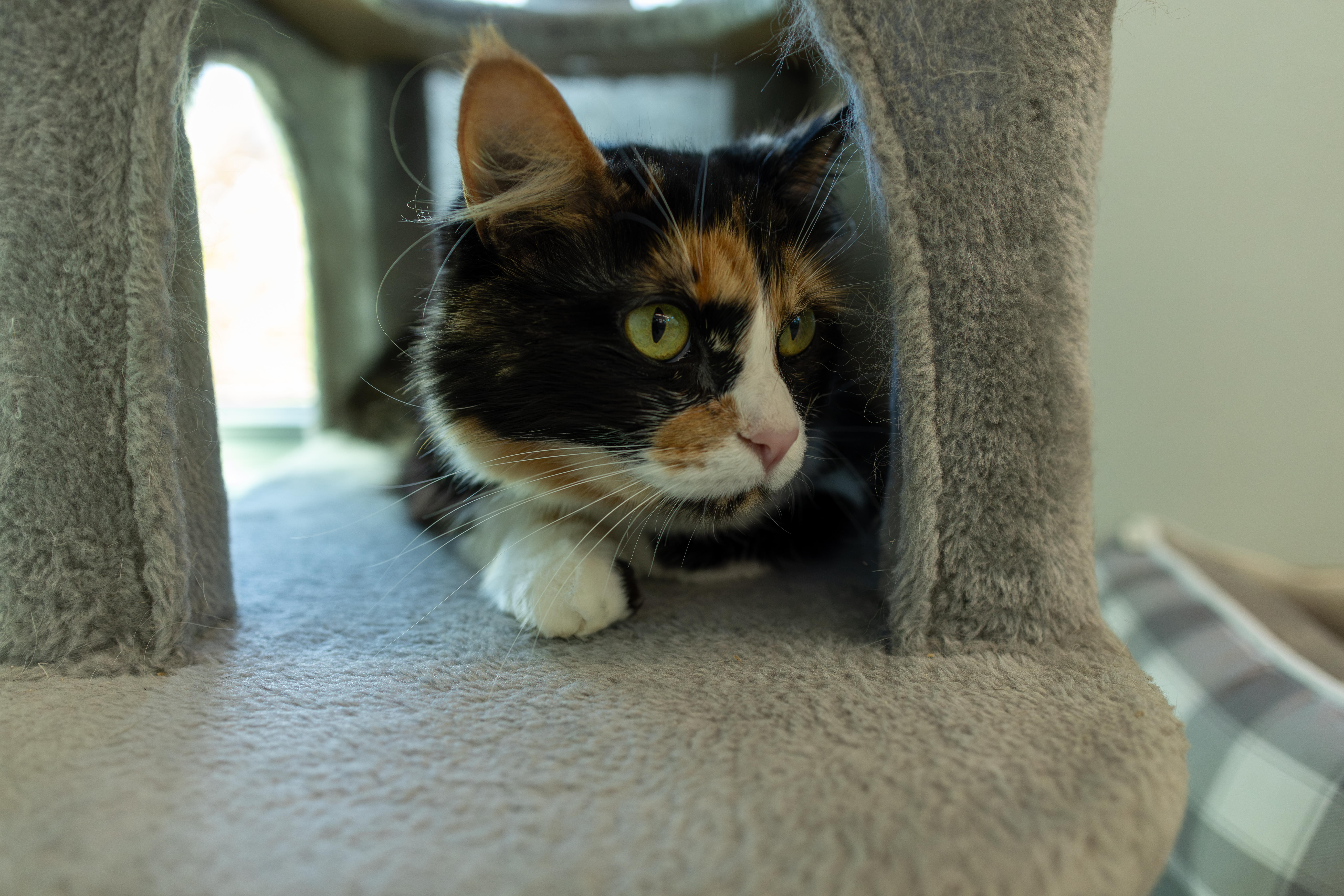 Enlarge Zara - Adoption fee fully sponsored by Renate Hogan, a Adoptable mixed breed in Chico, CA image 2/4