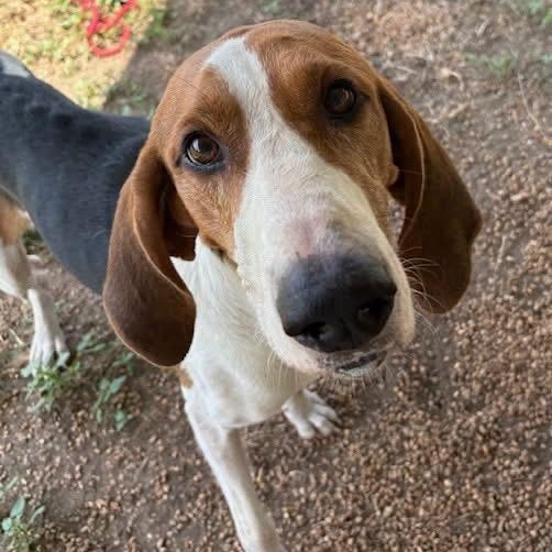 Enlarge Marvin, a Adoptable Treeing Walker Coonhound in Southaven , MS image 4/6