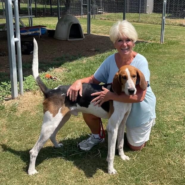 Enlarge Marvin, a Adoptable Treeing Walker Coonhound in Southaven , MS image 1/6