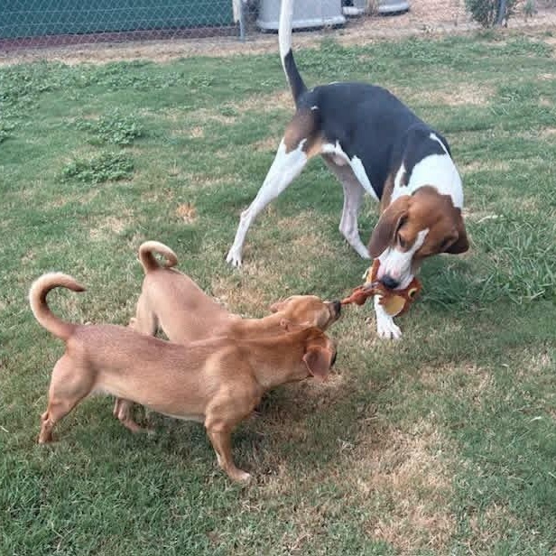 Enlarge Marvin, a Adoptable Treeing Walker Coonhound in Southaven , MS image 3/6