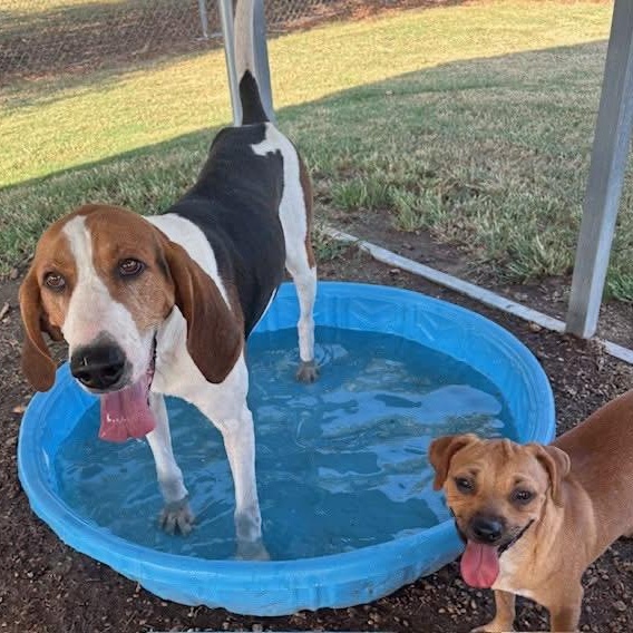 Enlarge Marvin, a Adoptable Treeing Walker Coonhound in Southaven , MS image 2/6