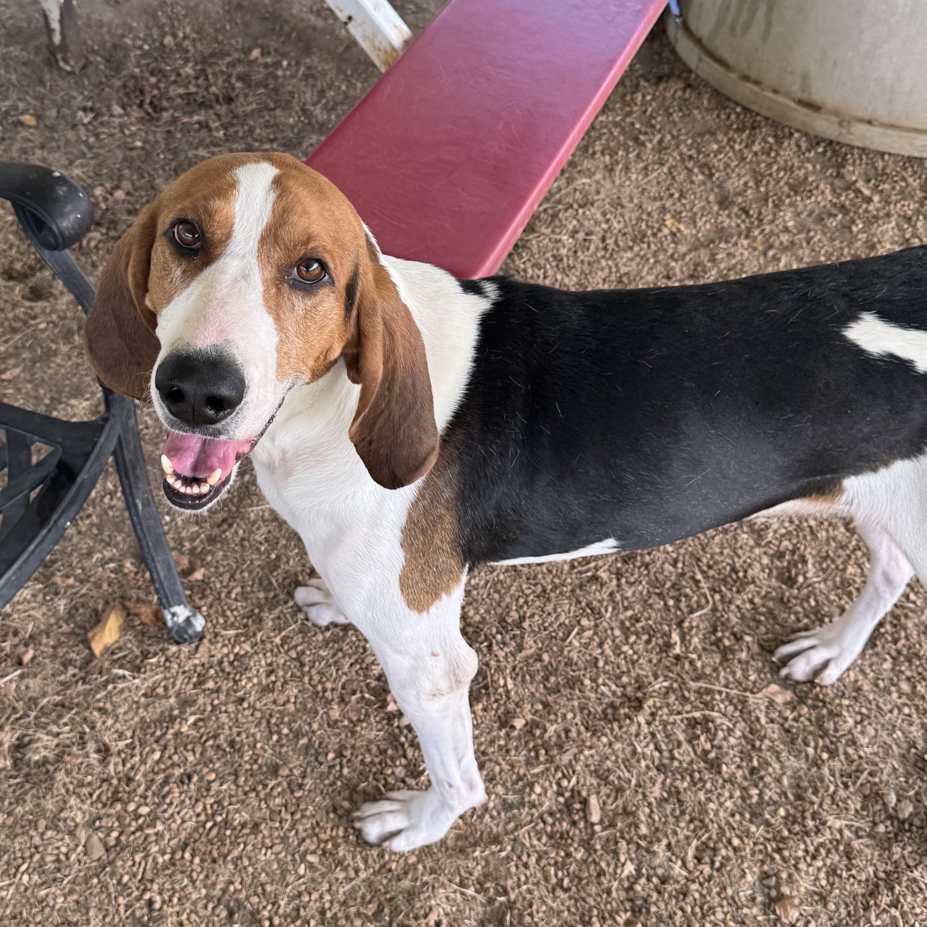 Enlarge Marvin, a Adoptable Treeing Walker Coonhound in Southaven , MS image 6/6