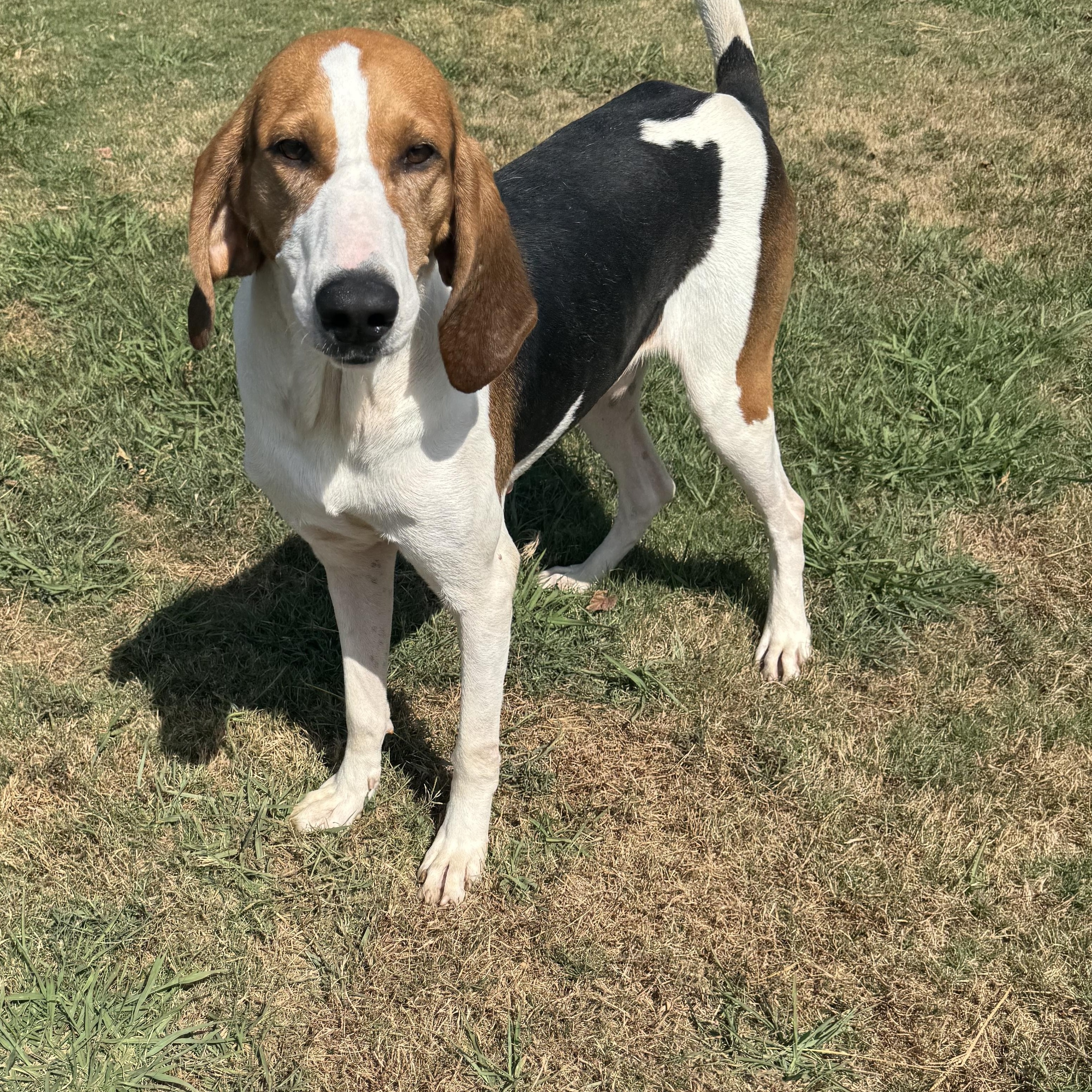 Enlarge Marvin, a Adoptable Treeing Walker Coonhound in Southaven , MS image 5/6