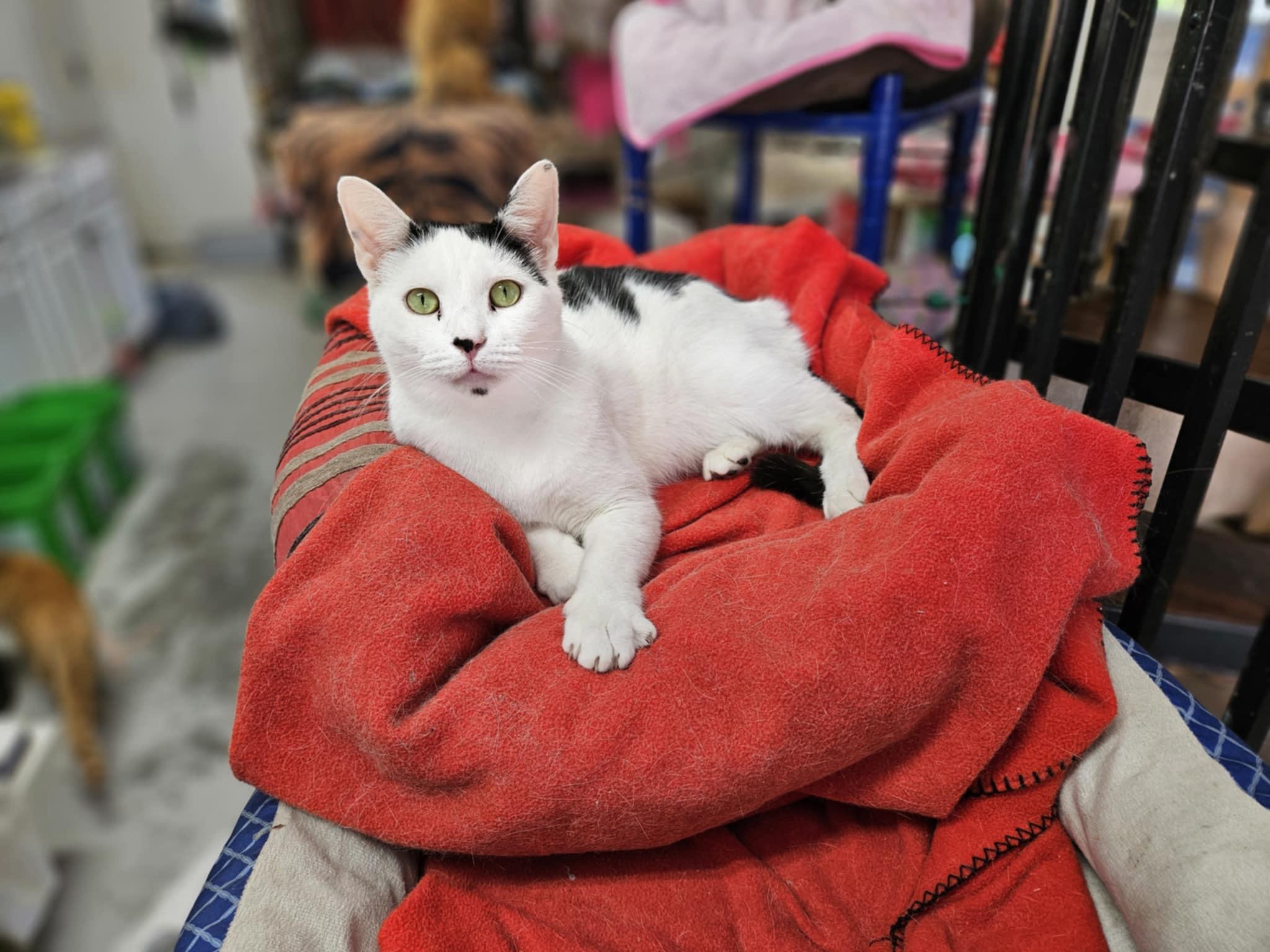 Sterling, a Adoptable Domestic Short Hair in Myrtle Beach, SC image 1/8