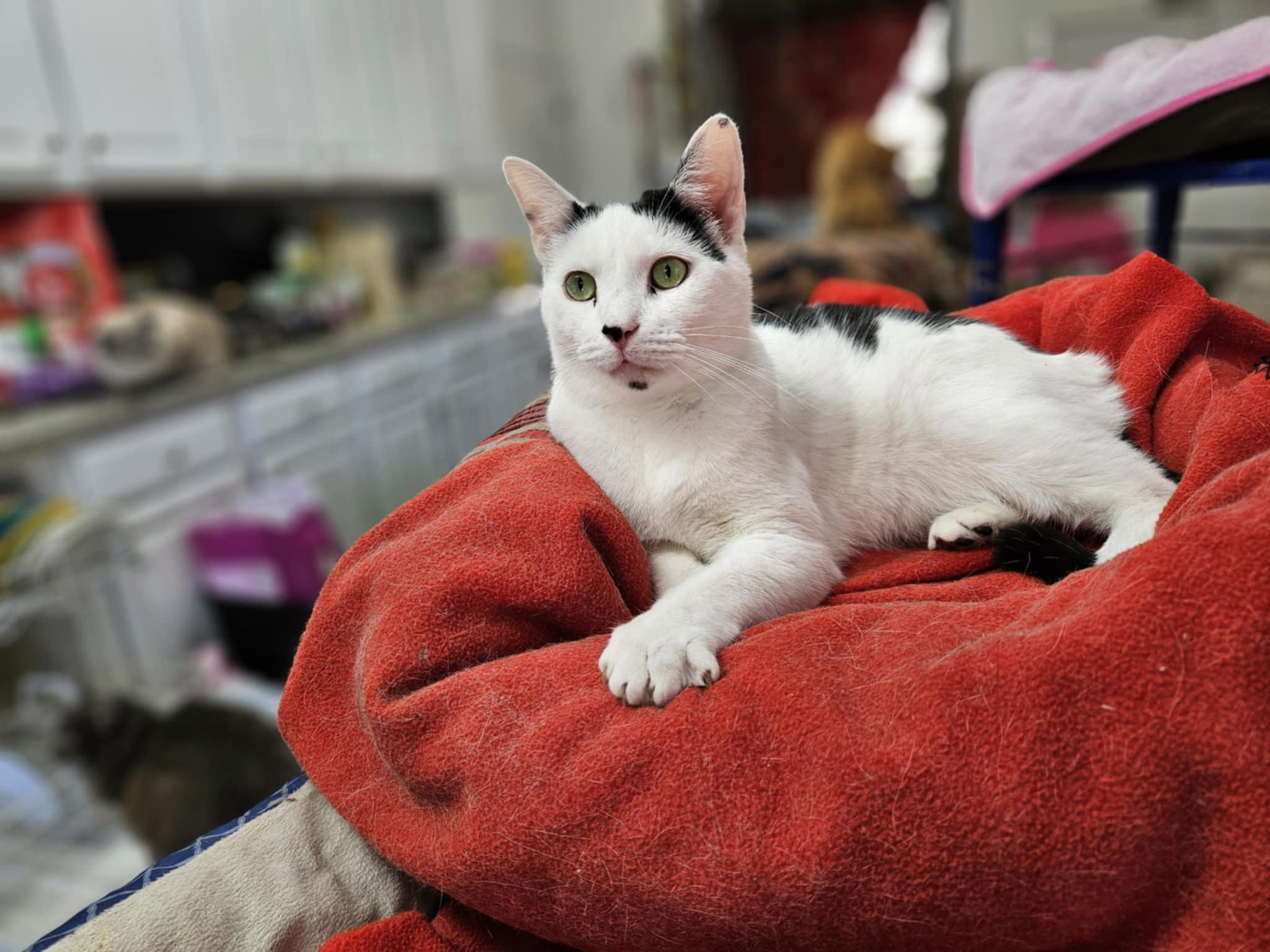 Sterling, a Adoptable Domestic Short Hair in Myrtle Beach, SC image 2/8