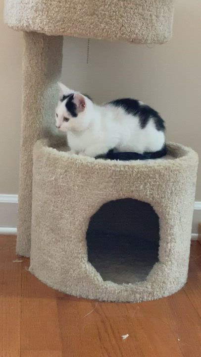 Enlarge Sterling, a Adoptable Domestic Short Hair in Myrtle Beach, SC video 3/8