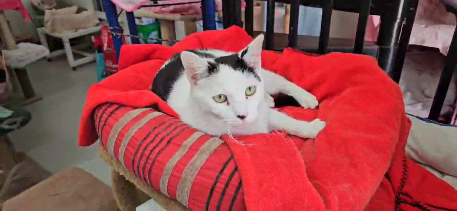 Enlarge Sterling, a Adoptable Domestic Short Hair in Myrtle Beach, SC video 4/8