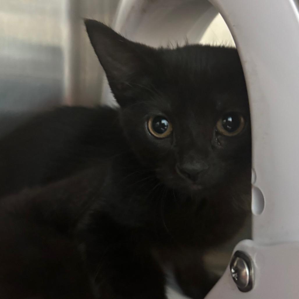 Meow-crowave, Adoptable, Kitten Female Domestic Short Hair.