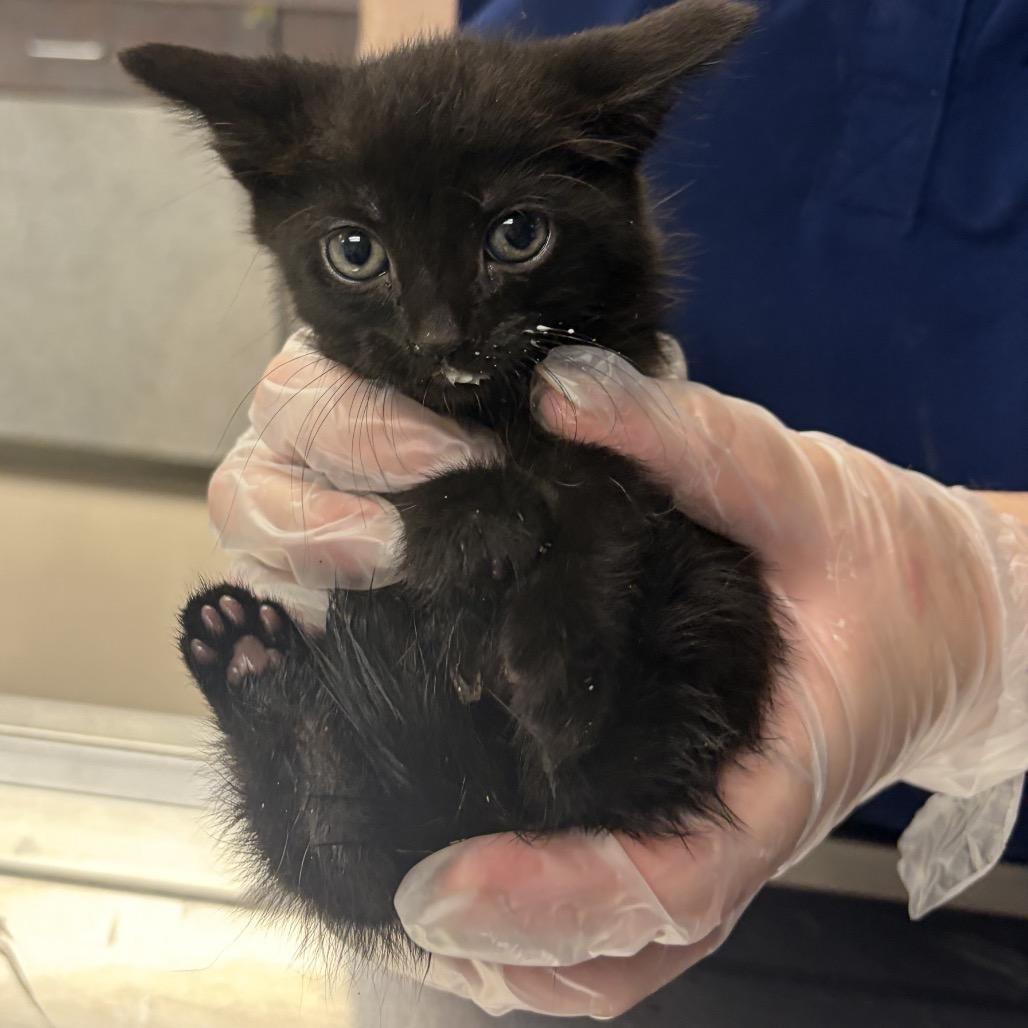 Meow-crowave, a Adoptable Domestic Short Hair in Philadelphia, PA image 2/3
