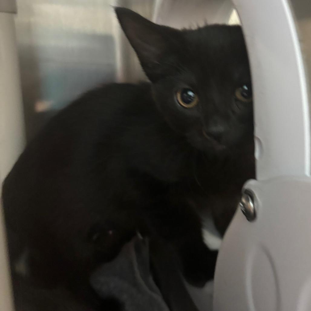 Meow-crowave, a Adoptable Domestic Short Hair in Philadelphia, PA image 3/3
