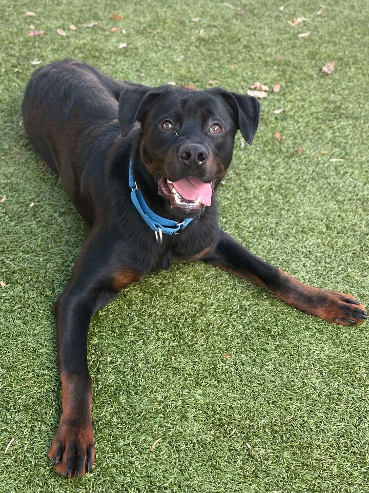 Duke, Adoptable, Adult Male Rottweiler.