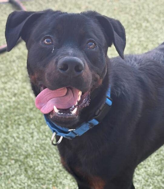 Enlarge Duke, a Adoptable Rottweiler in Hillsboro, NH image 2/3