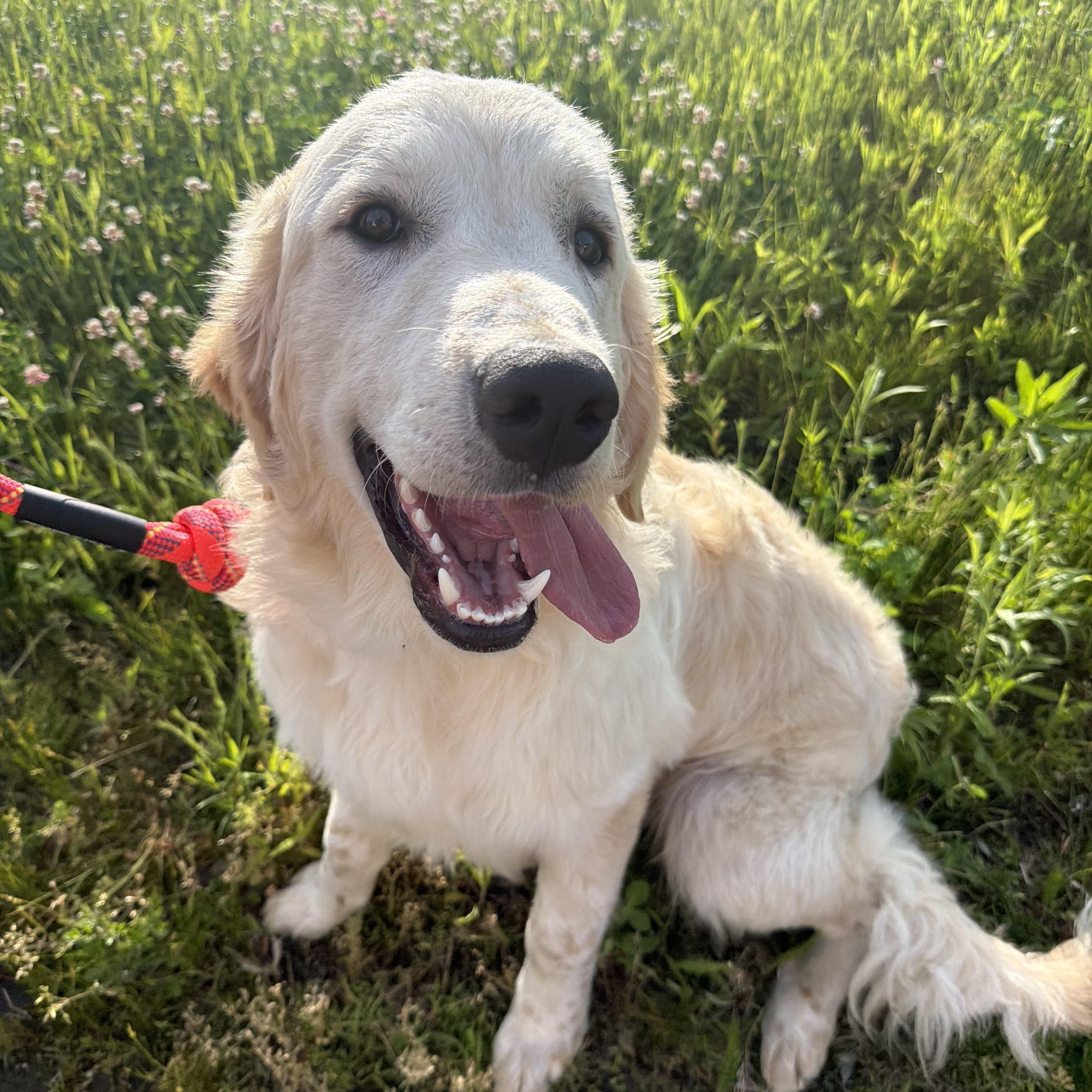 Archie, adopted, Puppy Male Golden Retriever & Great Pyrenees.
