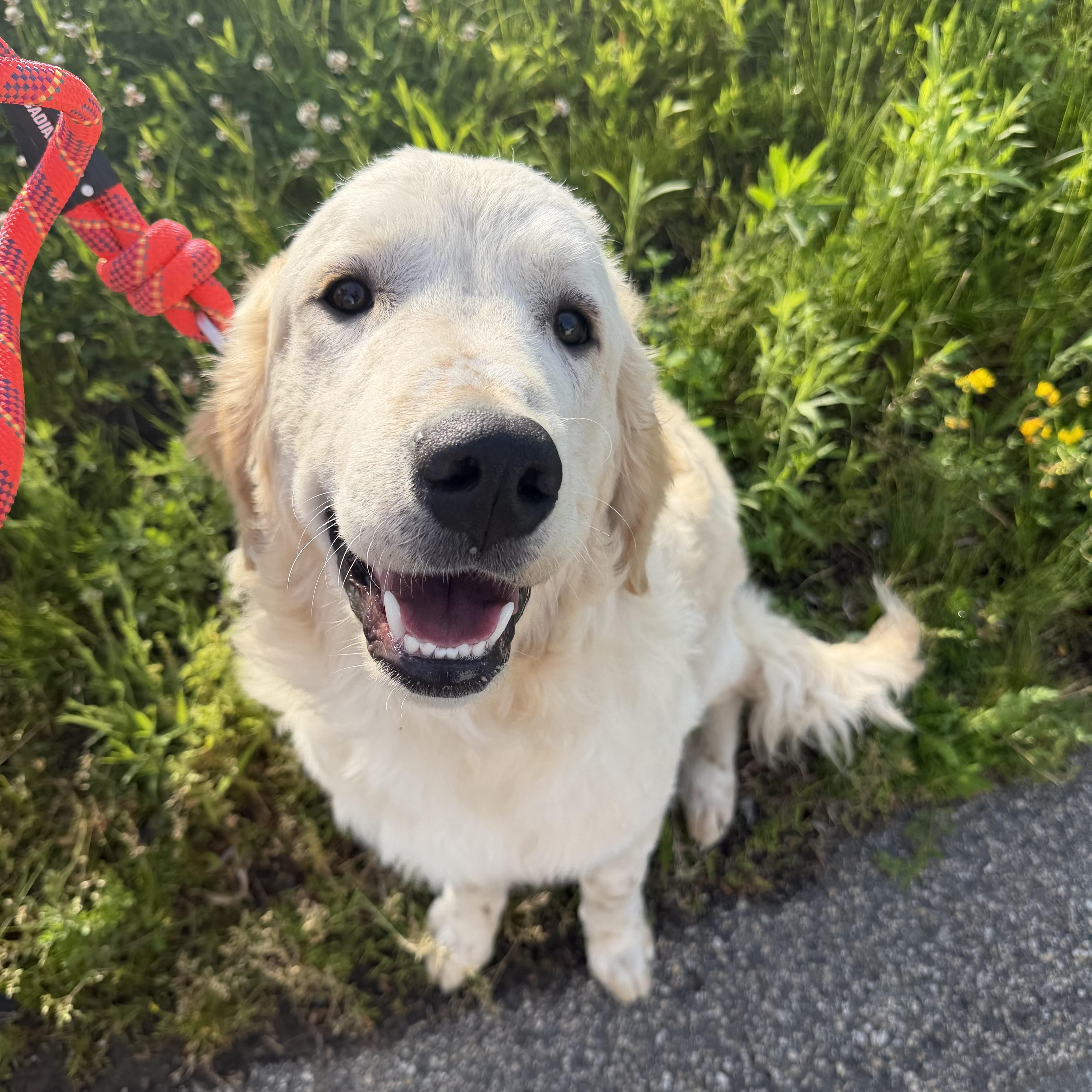 Archie, an adopted mixed breed in Pelham, NH image 2/6