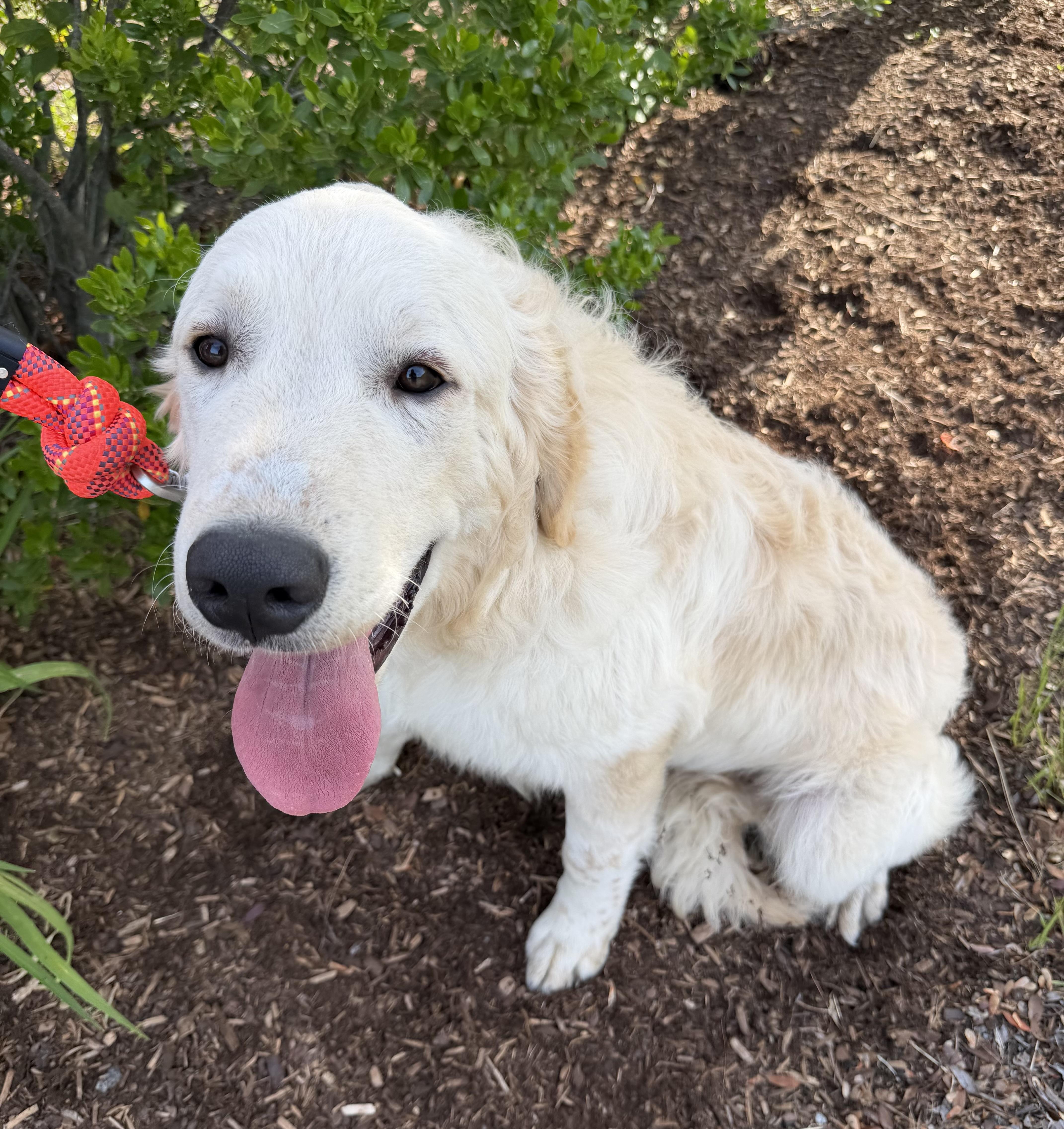 Archie, an adopted mixed breed in Pelham, NH image 3/6