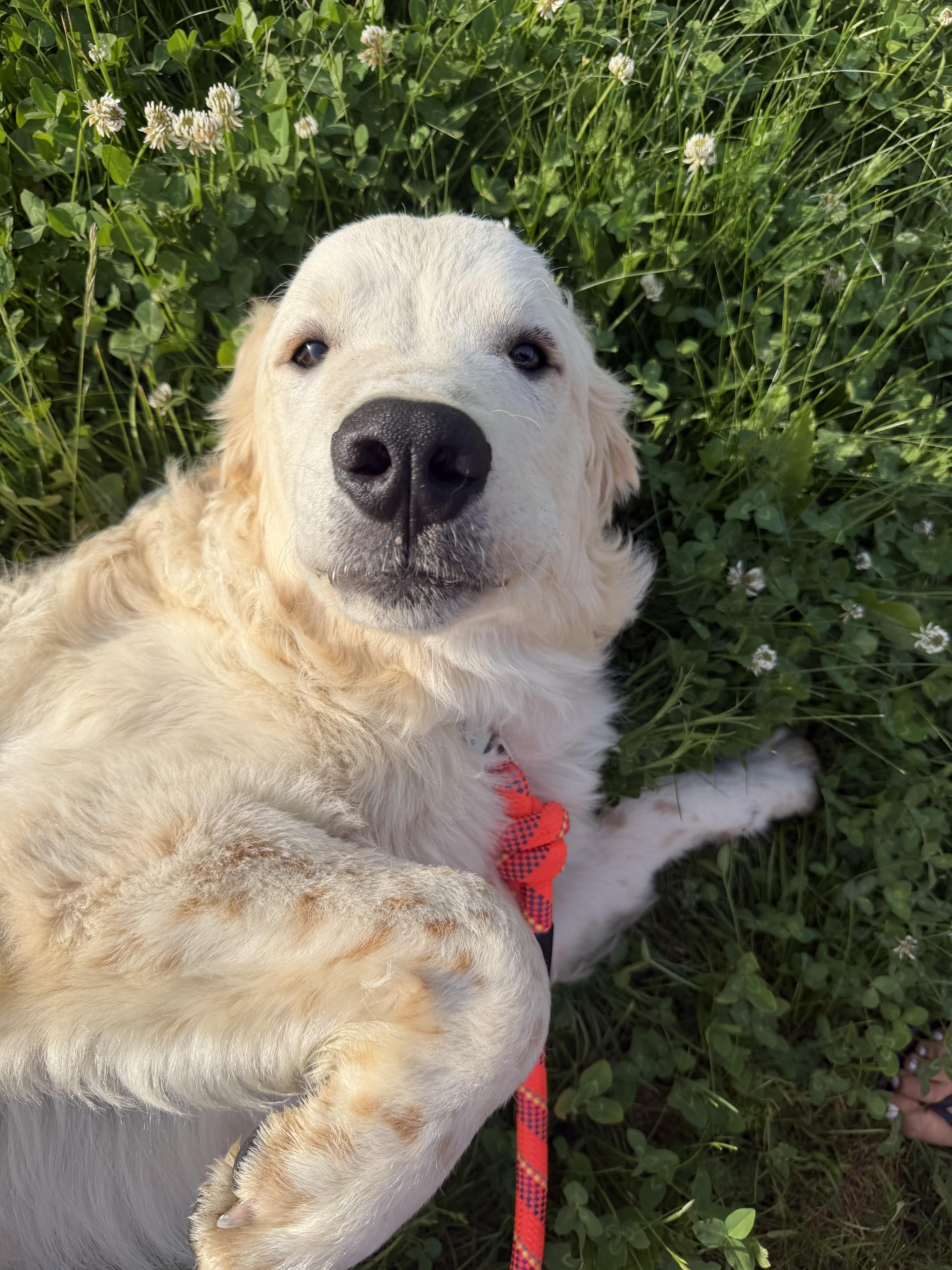 Archie, an adopted mixed breed in Pelham, NH image 4/6