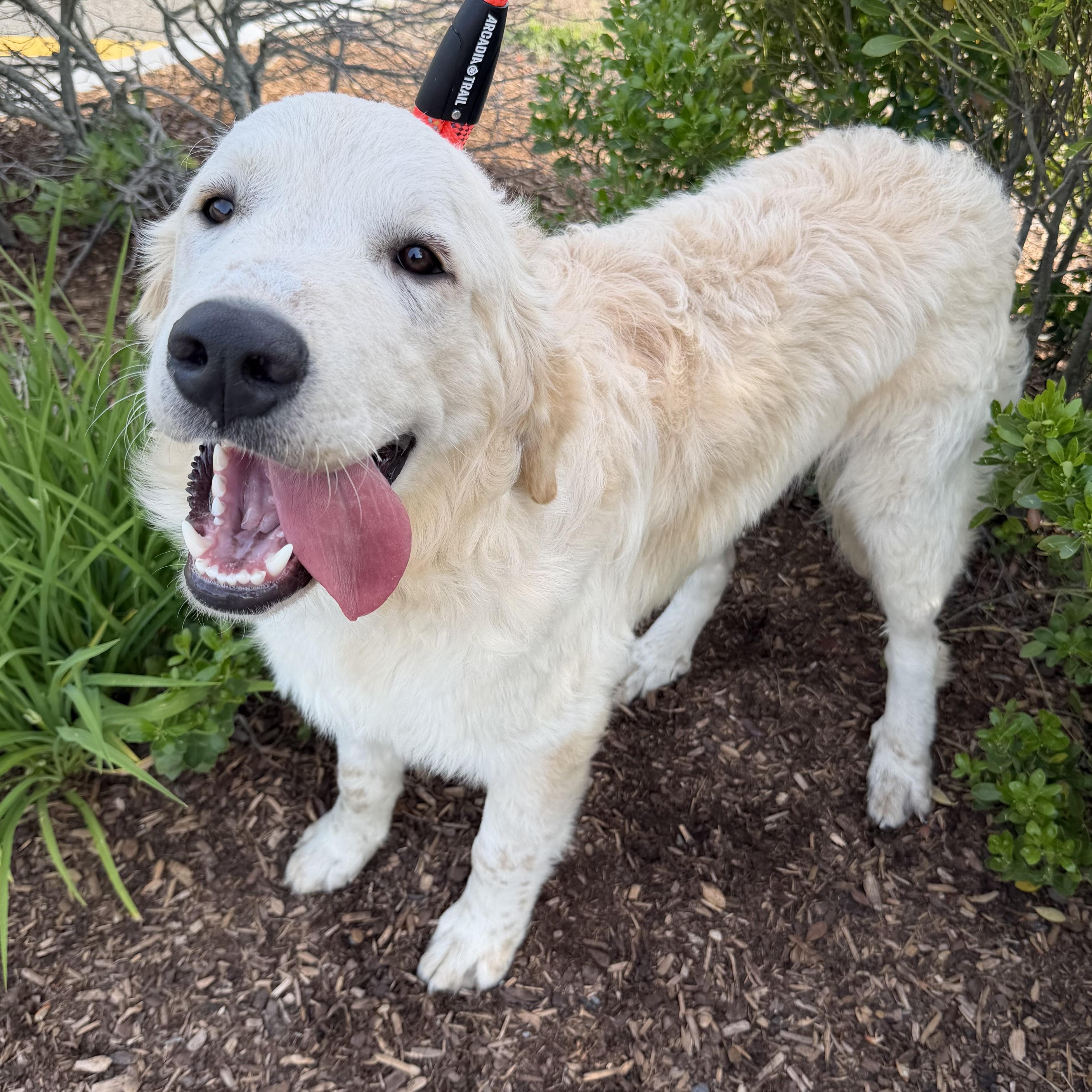 Archie, an adopted mixed breed in Pelham, NH image 5/6