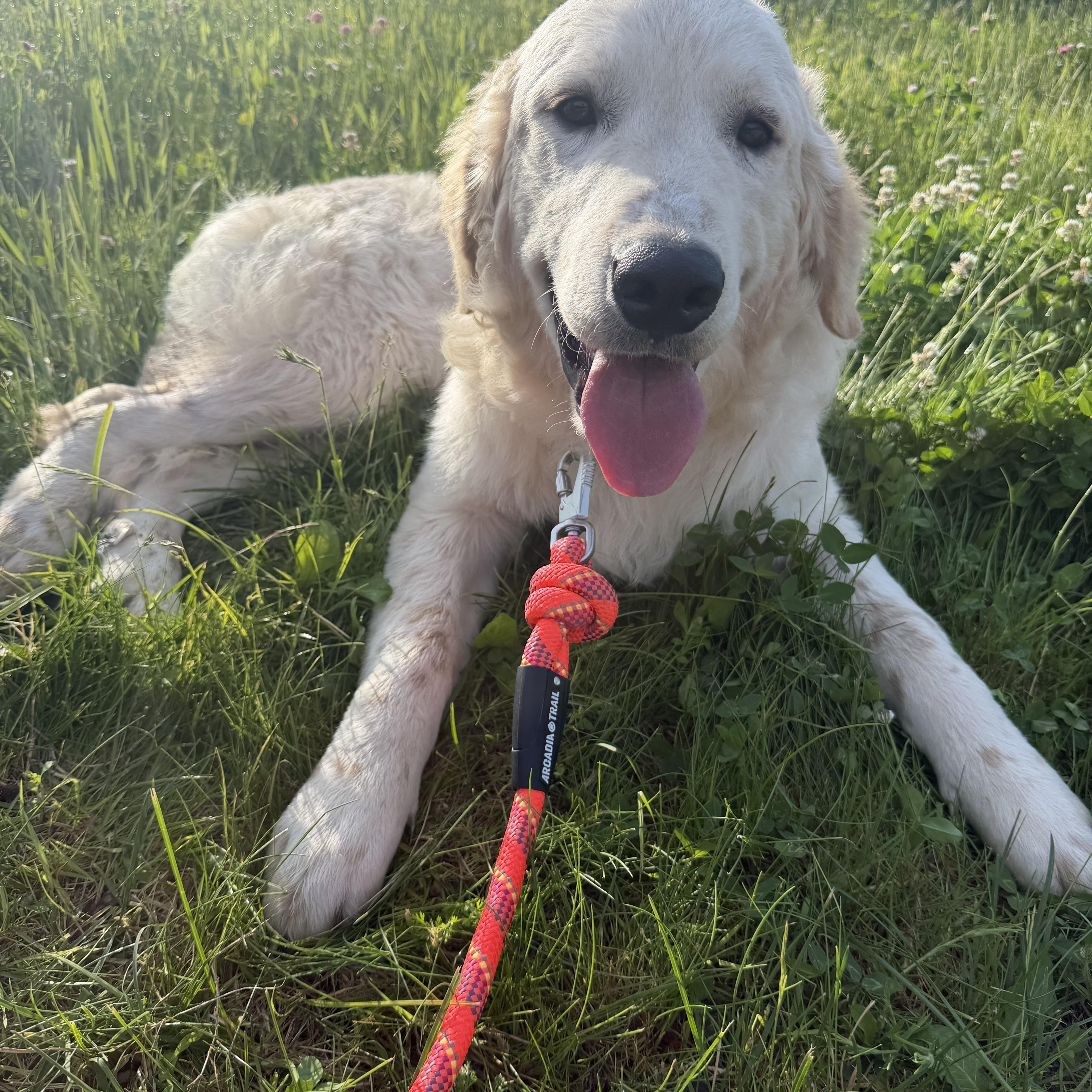 Archie, an adopted mixed breed in Pelham, NH image 6/6