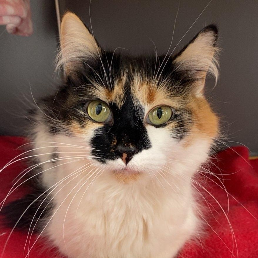 Gypsy, ADOPTABLE, Adult Female Domestic Medium Hair.