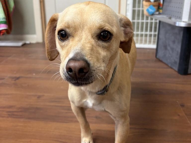 Enlarge Maurice, a Adoptable mixed breed in Perry, GA image 2/4