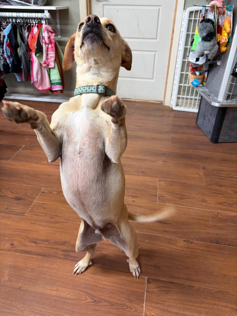 Enlarge Maurice, a Adoptable mixed breed in Perry, GA image 4/4