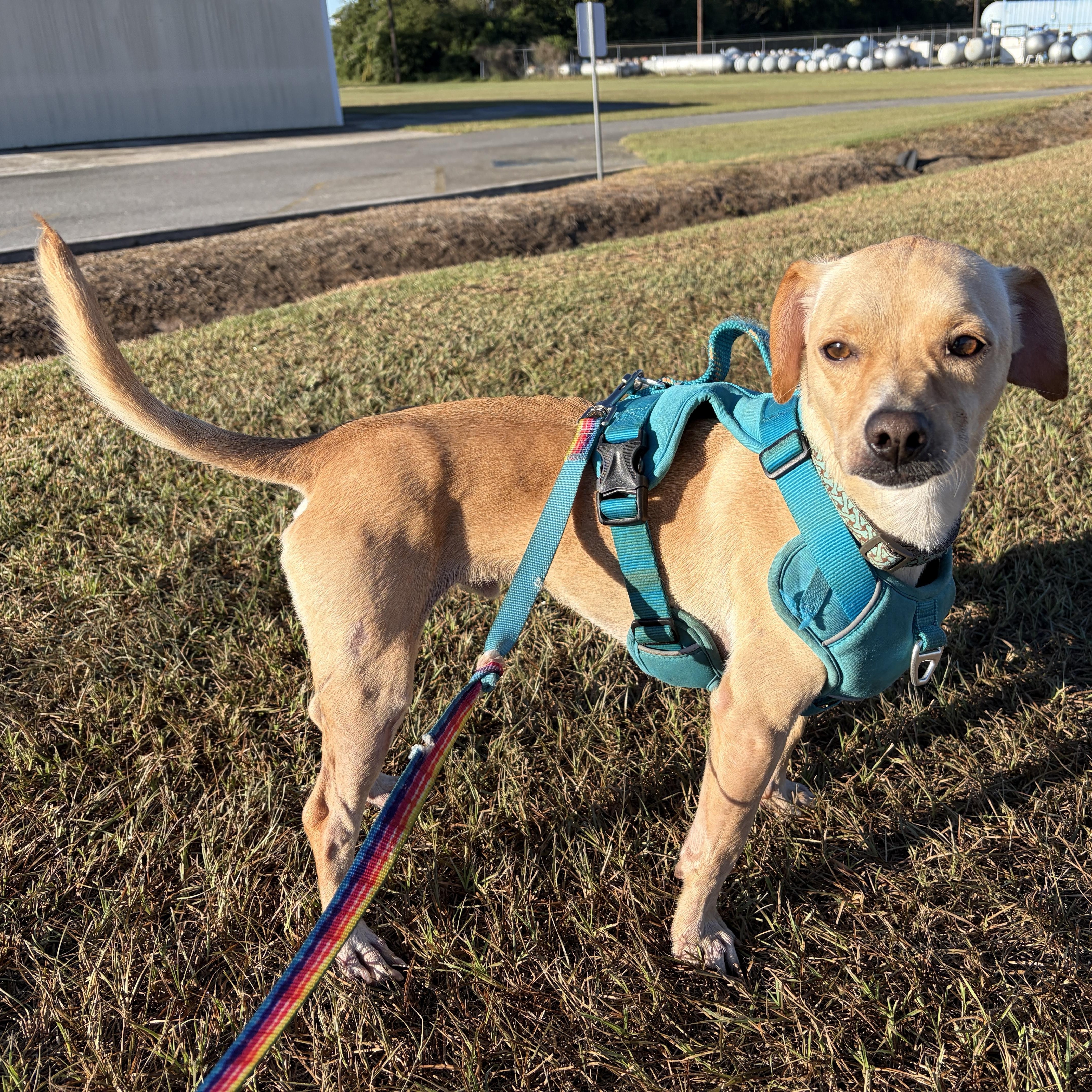 Maurice, Adoptable, Adult Male Dachshund & Terrier.