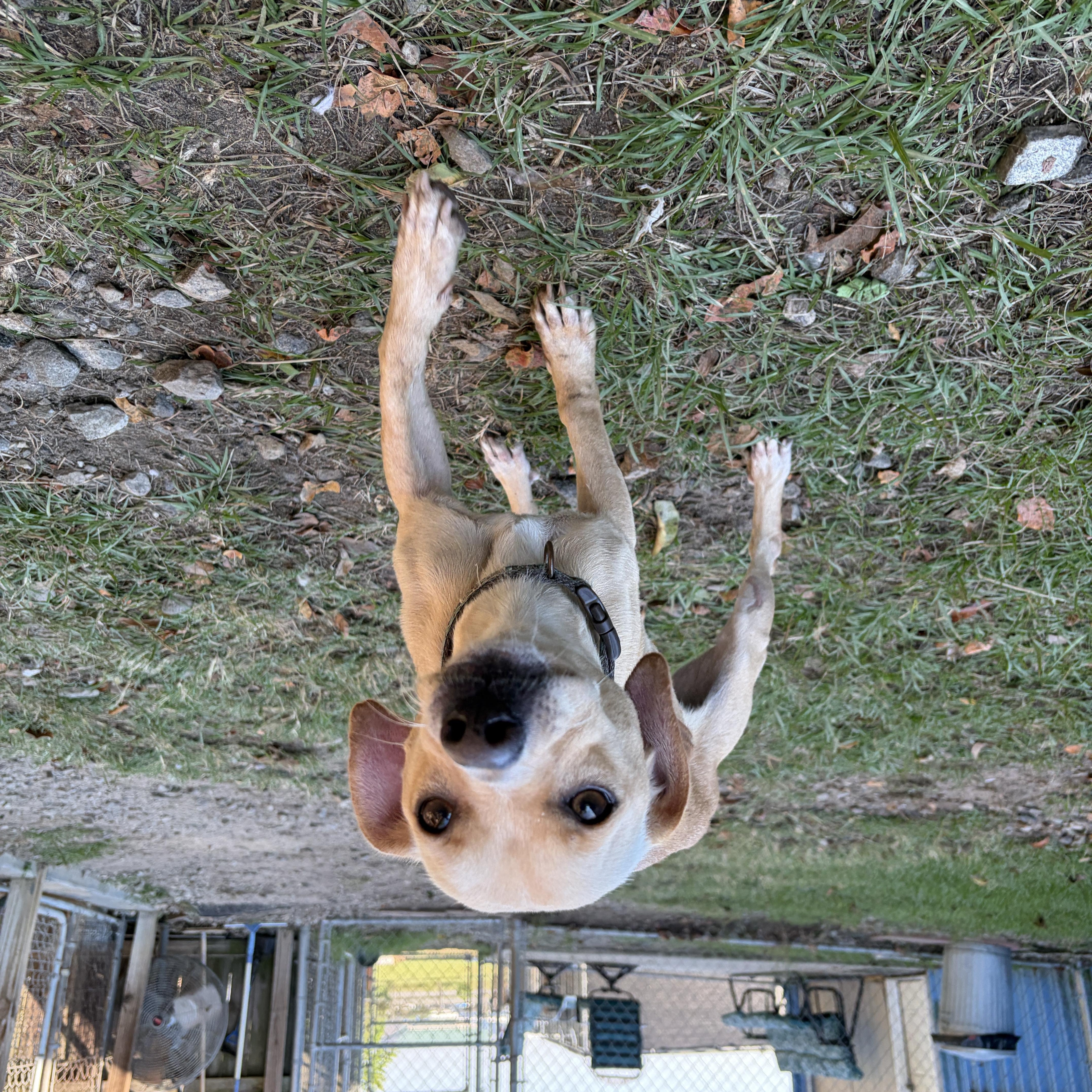 Enlarge Maurice, a Adoptable mixed breed in Perry, GA image 3/4