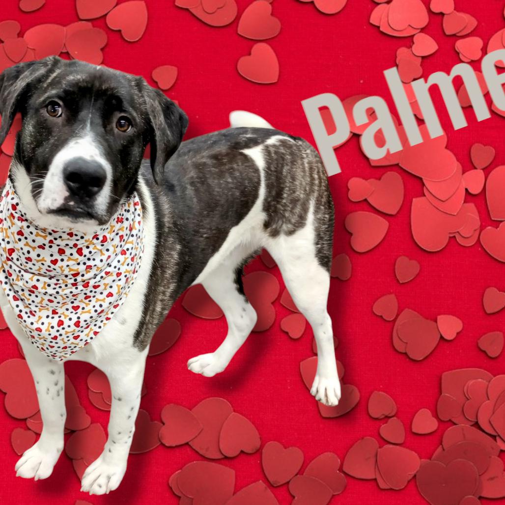 Enlarge Palmer, a Adoptable mixed breed in Holton, KS image 2/6
